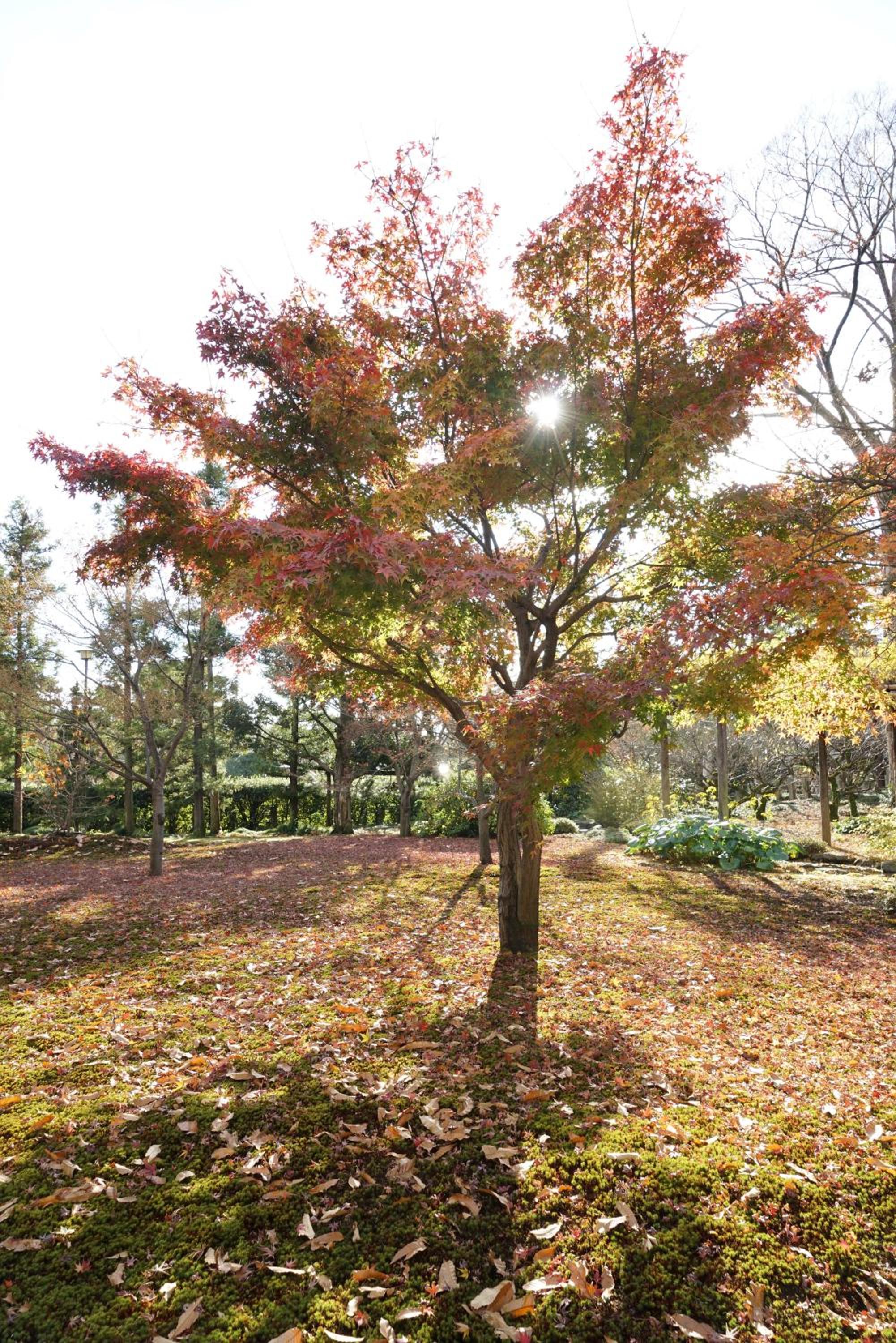 JAPANING Senkyu