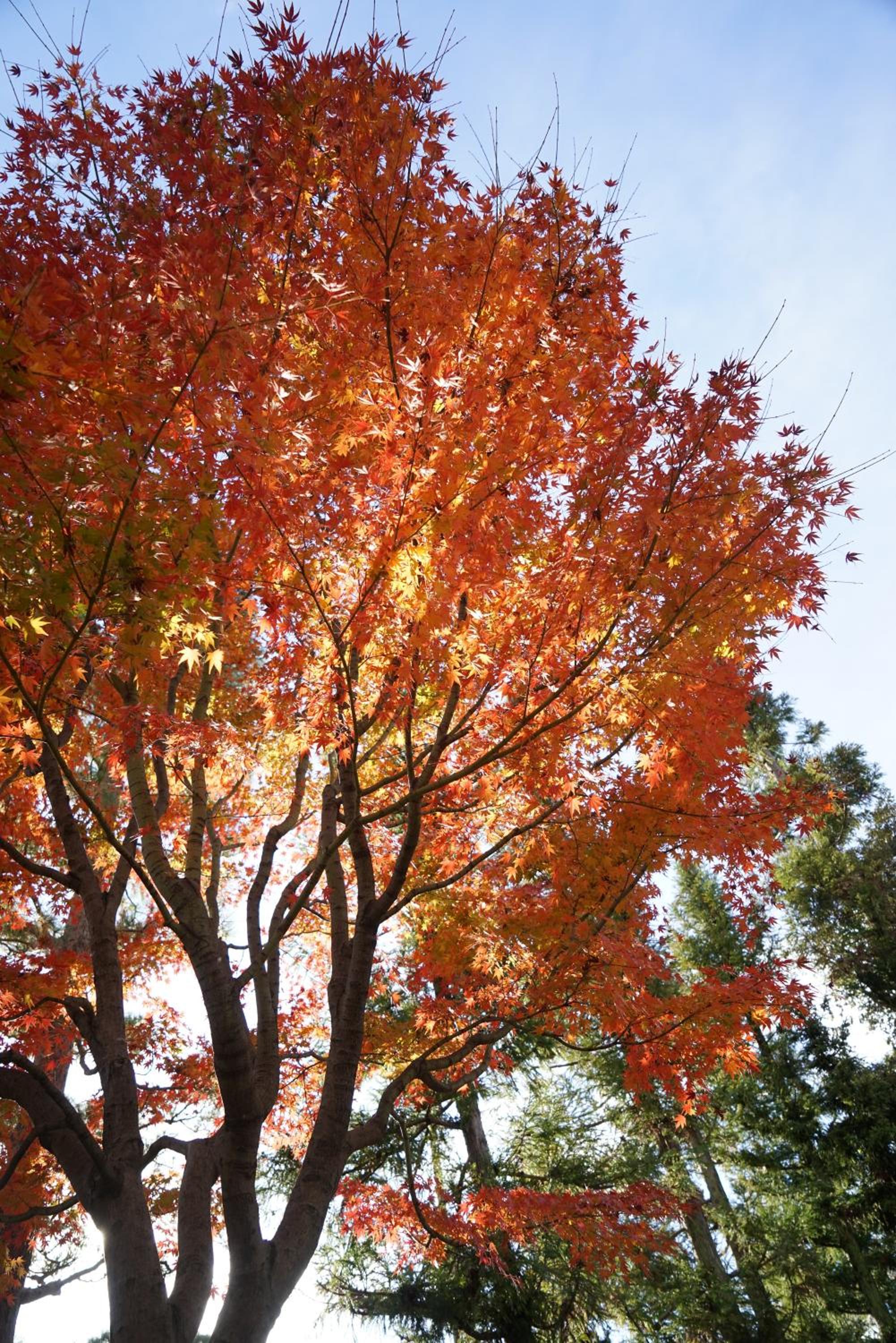 JAPANING Senkyu