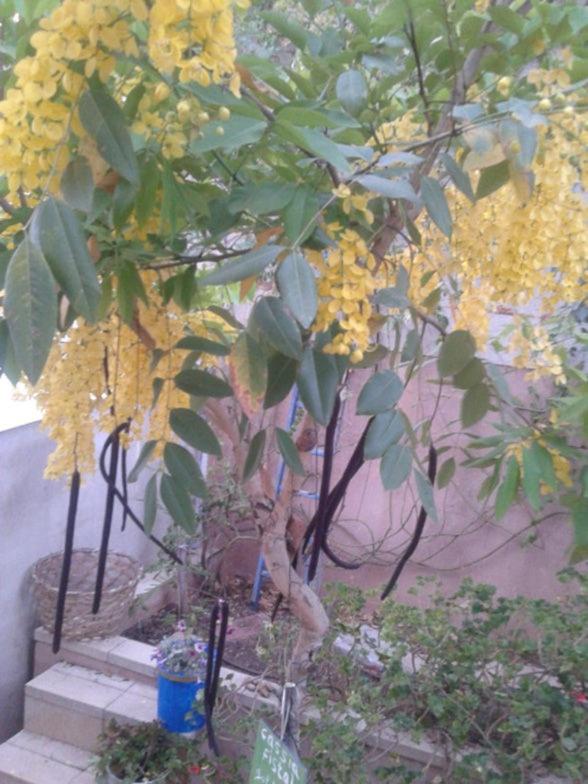 Barud Gedera Israel