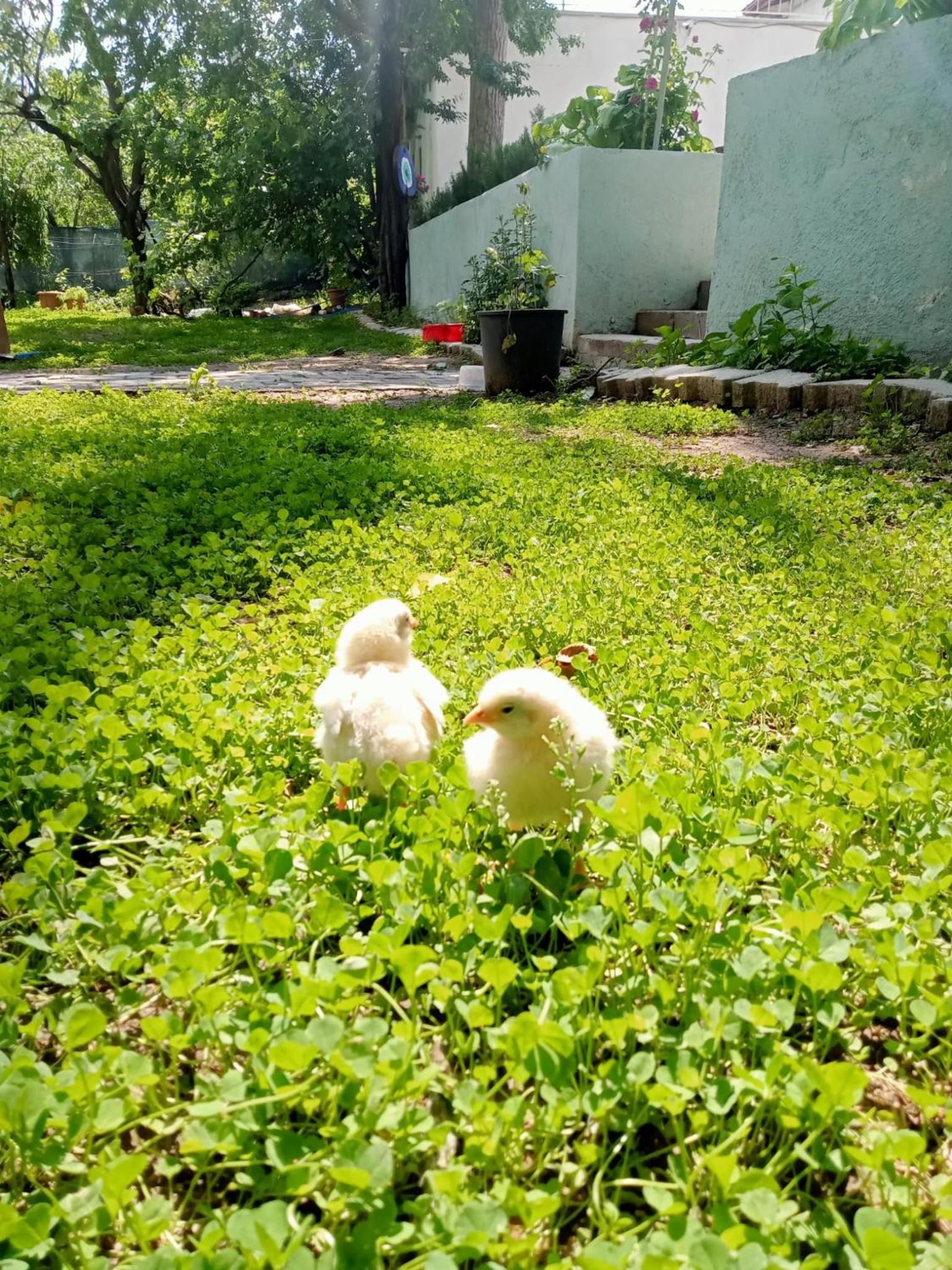 Koca Kapı Konaklama view 2