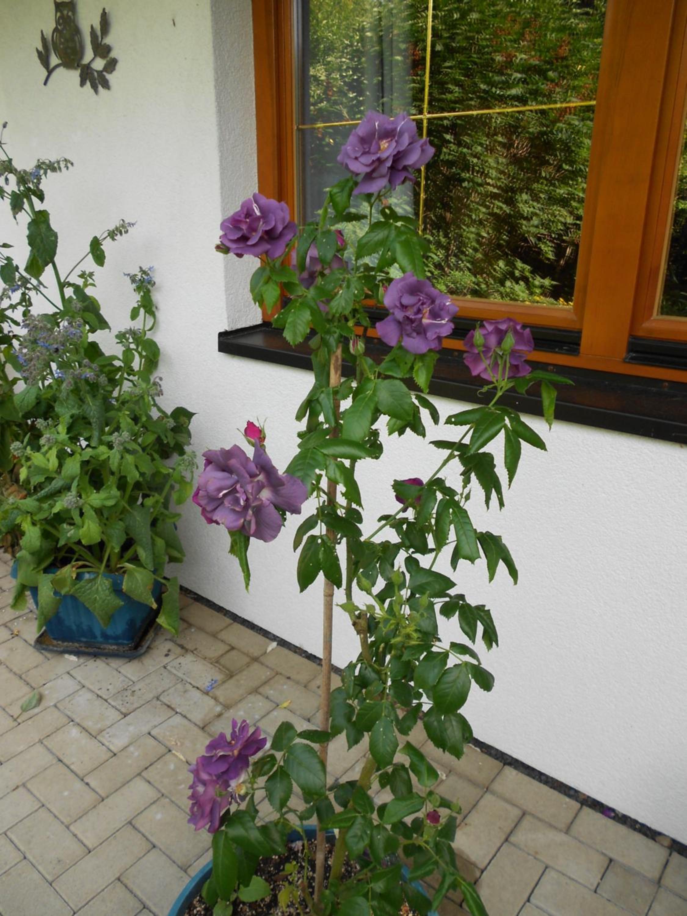 Photo 32