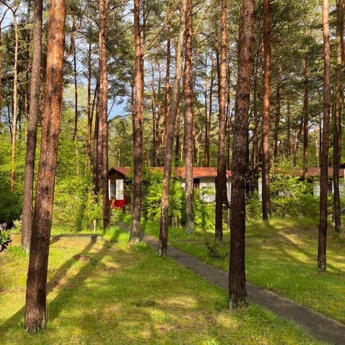 Bungalow im Kiefernwald direkt an der Ostsee (a)