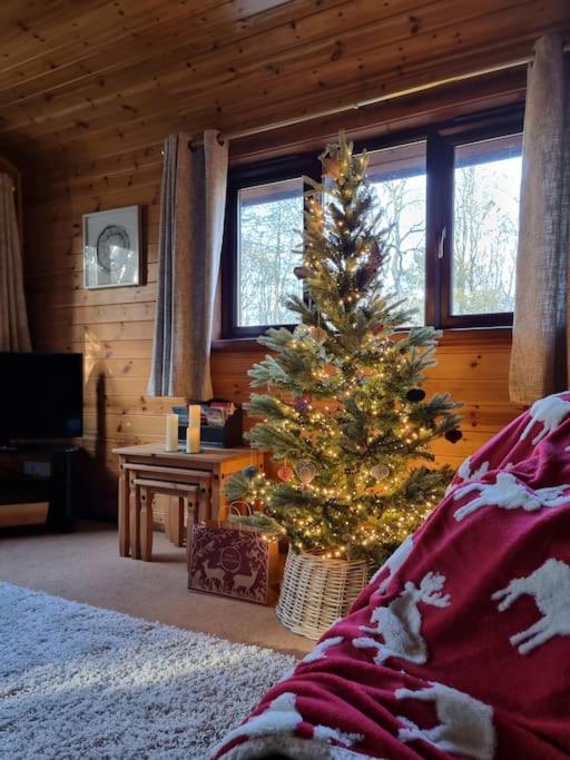 Luxury Wood Lodge with sauna, log burner & private woodland garden - Wnion Wood Lodge