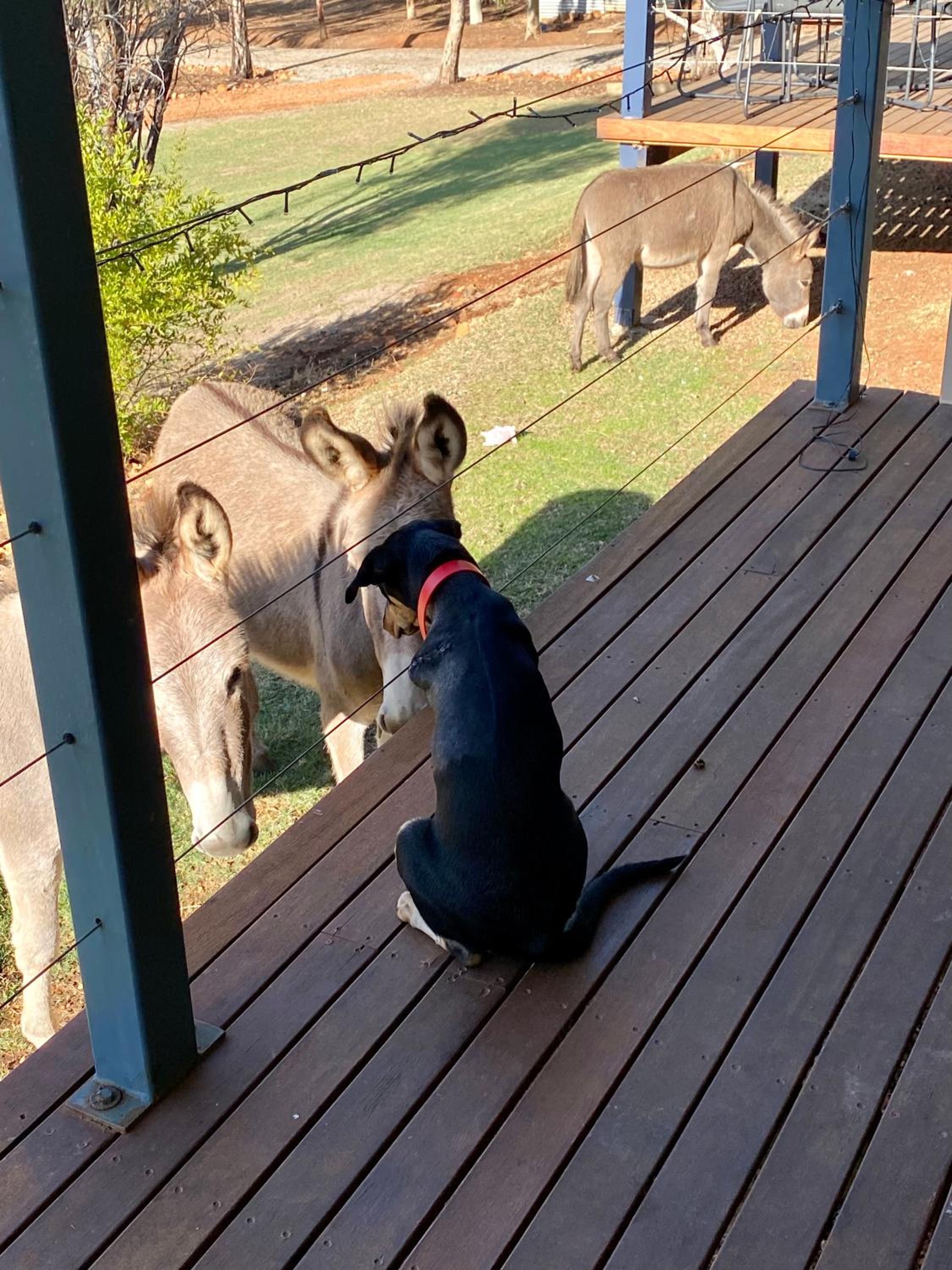 Sandalwood Downs Fabulous Farm Stay TOODYAY