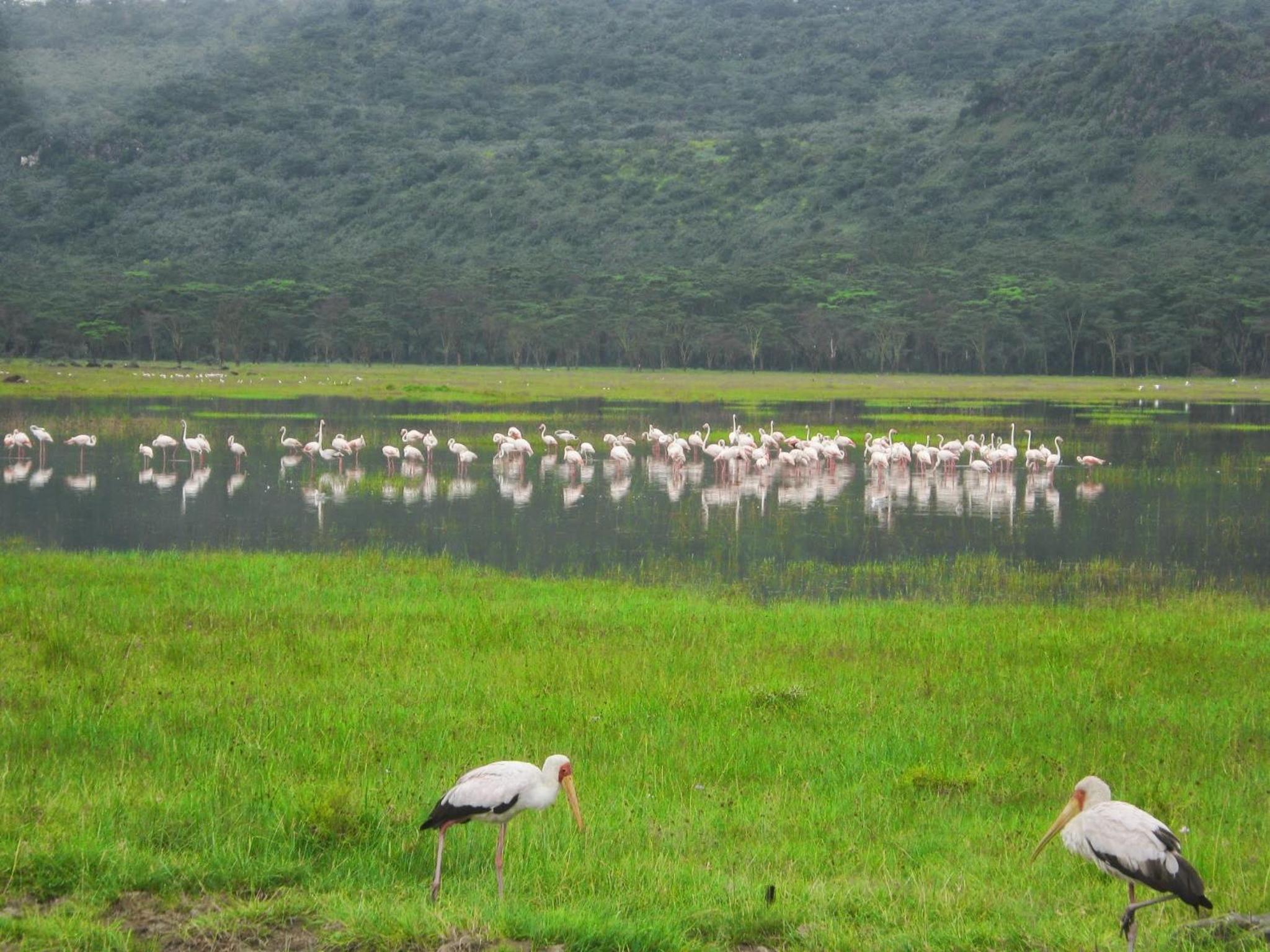 Lake Naivasha Resort
