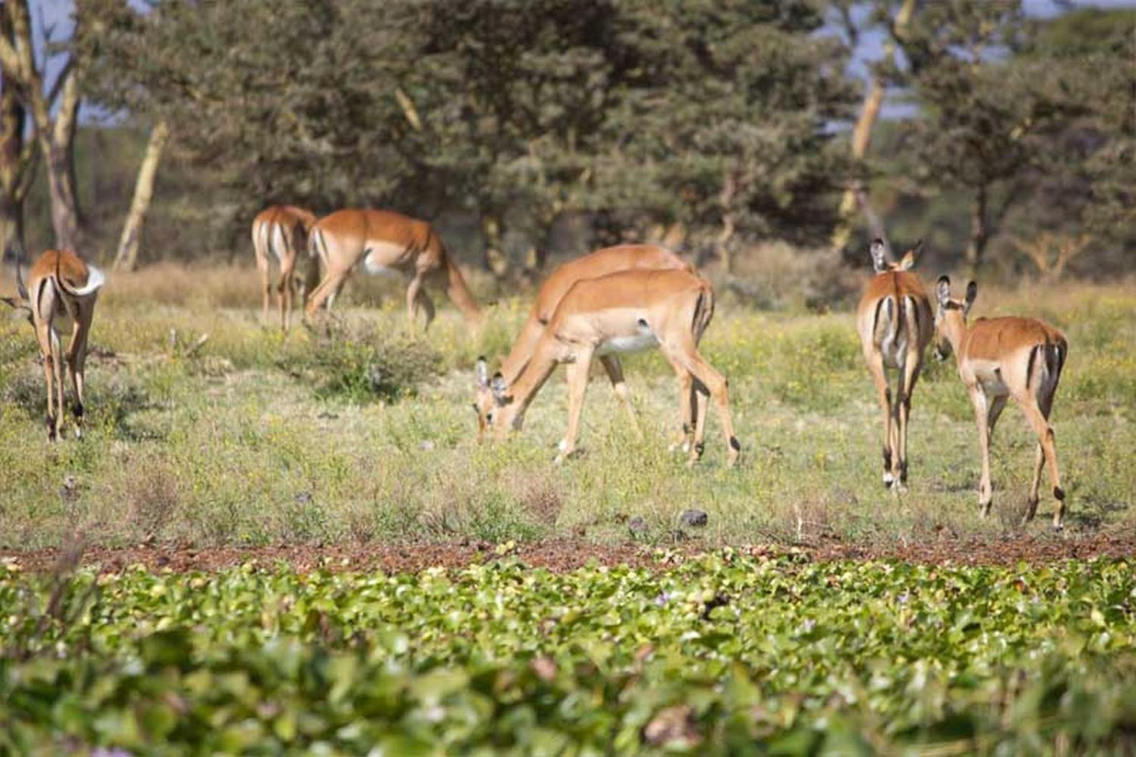 Lake Naivasha Resort