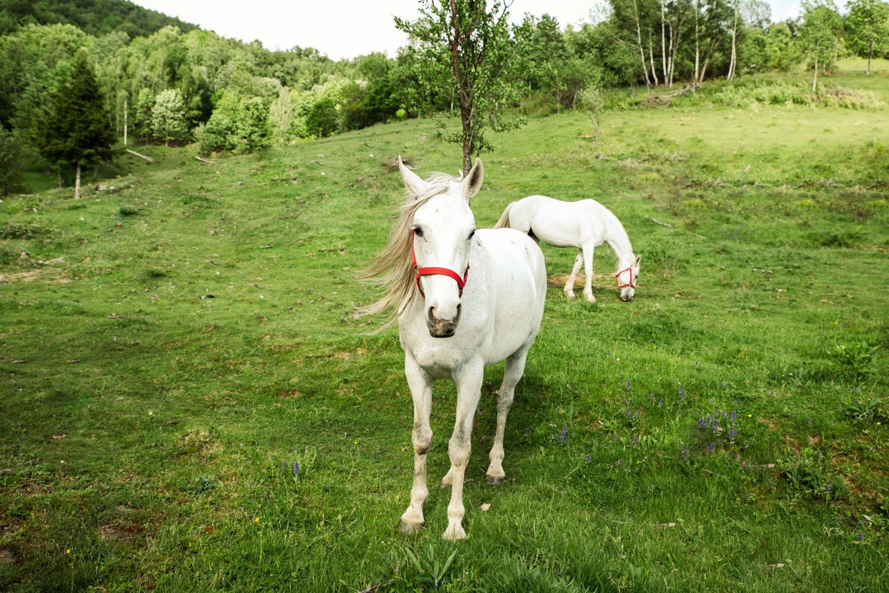 RoVillage România