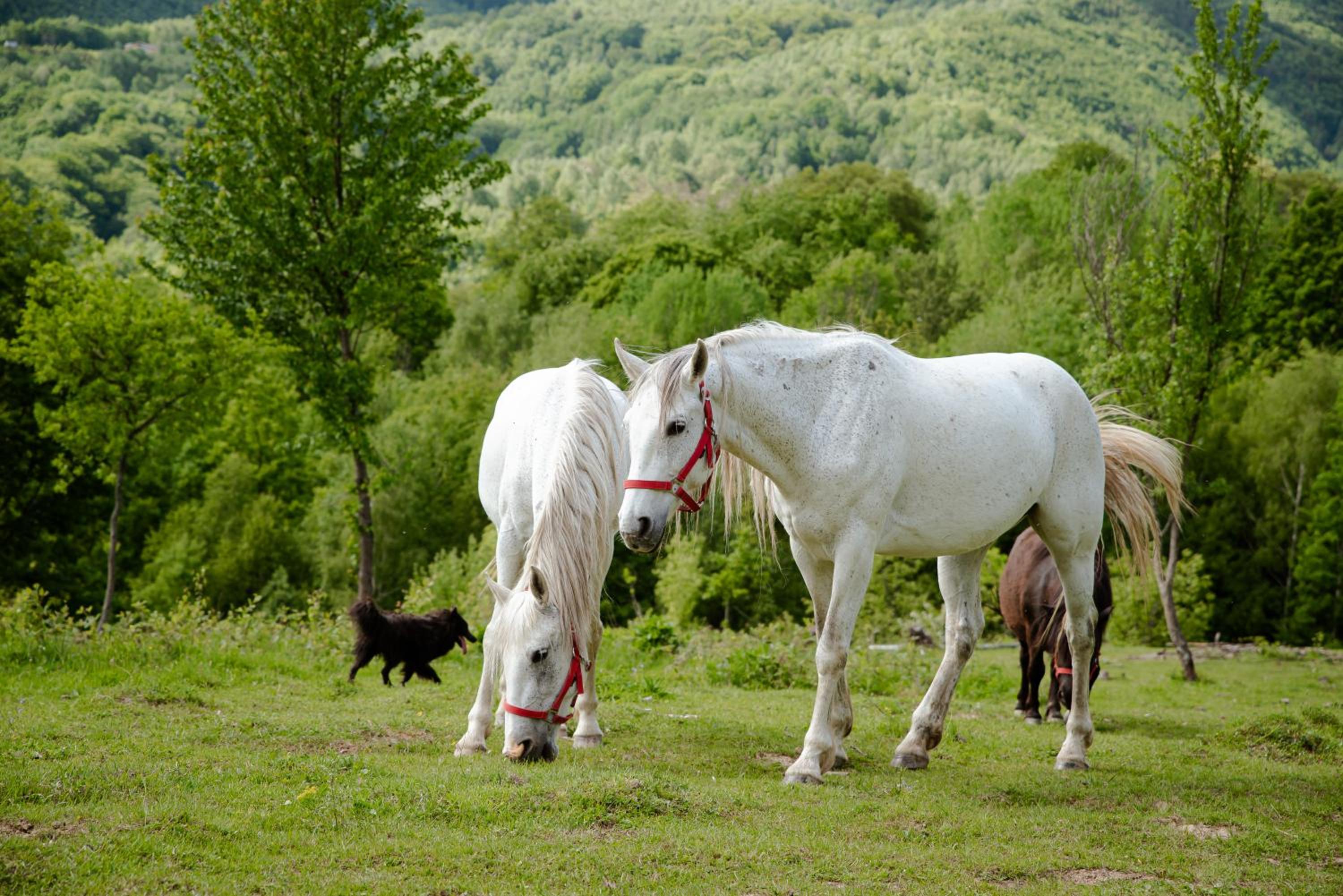 RoVillage România