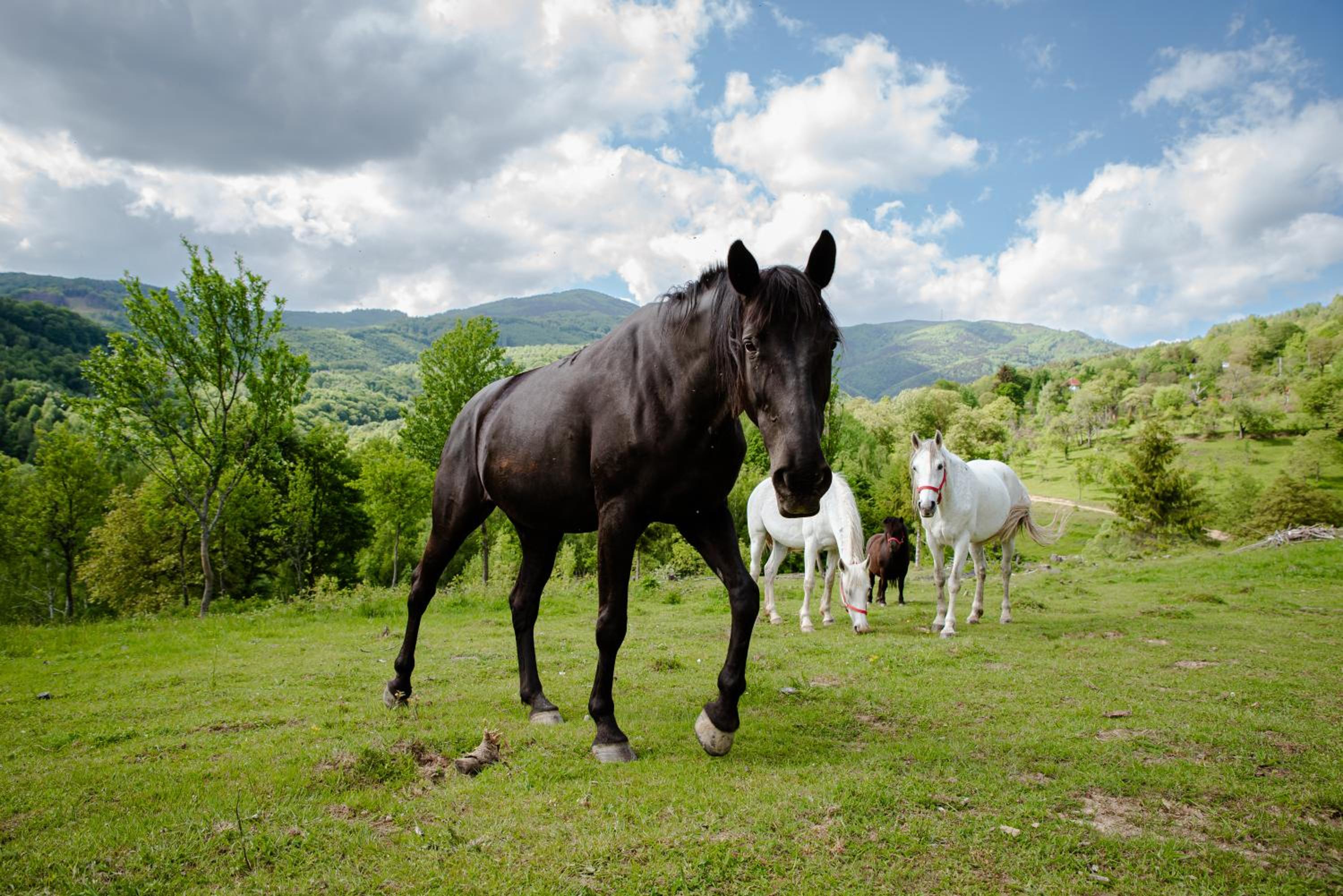 RoVillage România