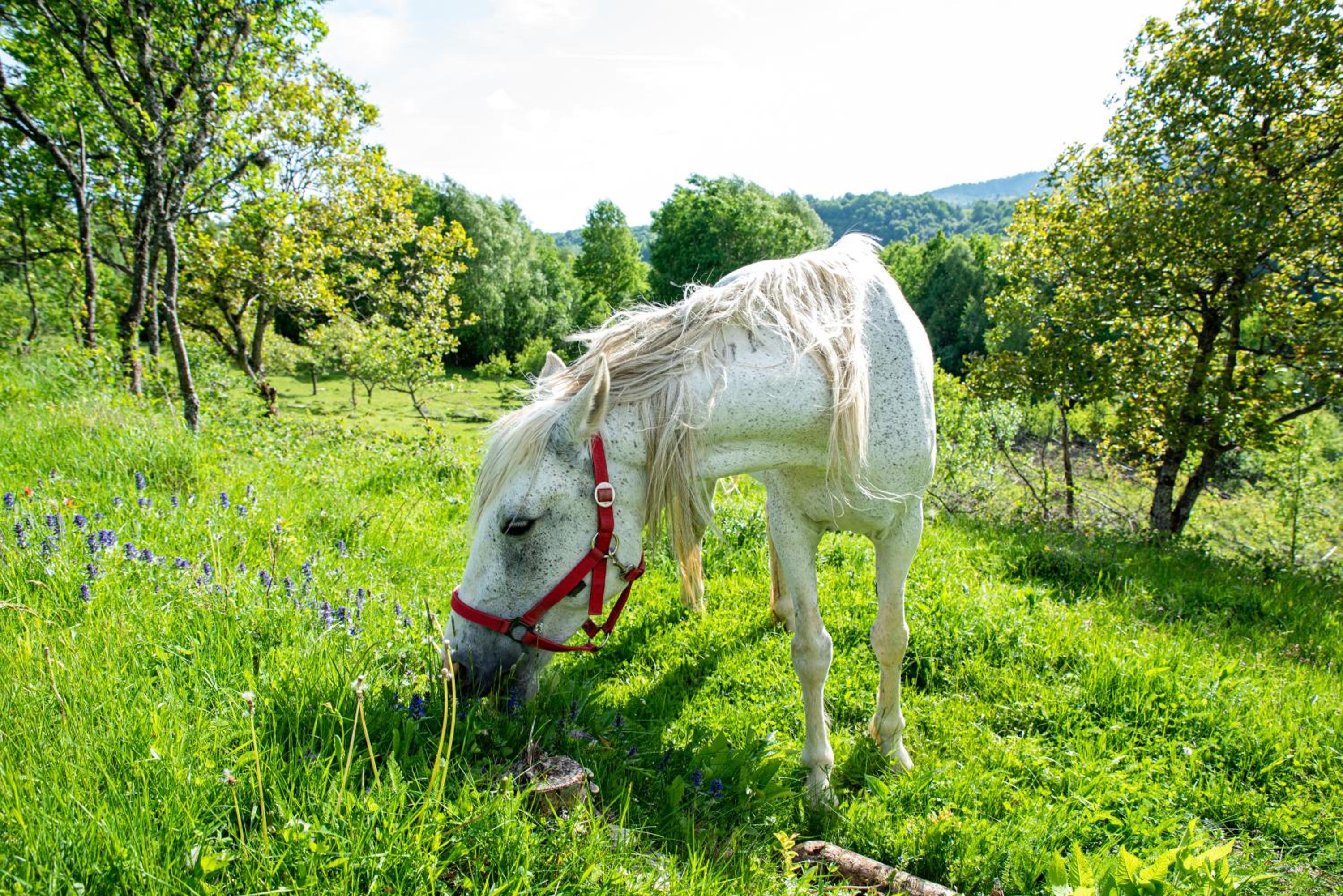 RoVillage România