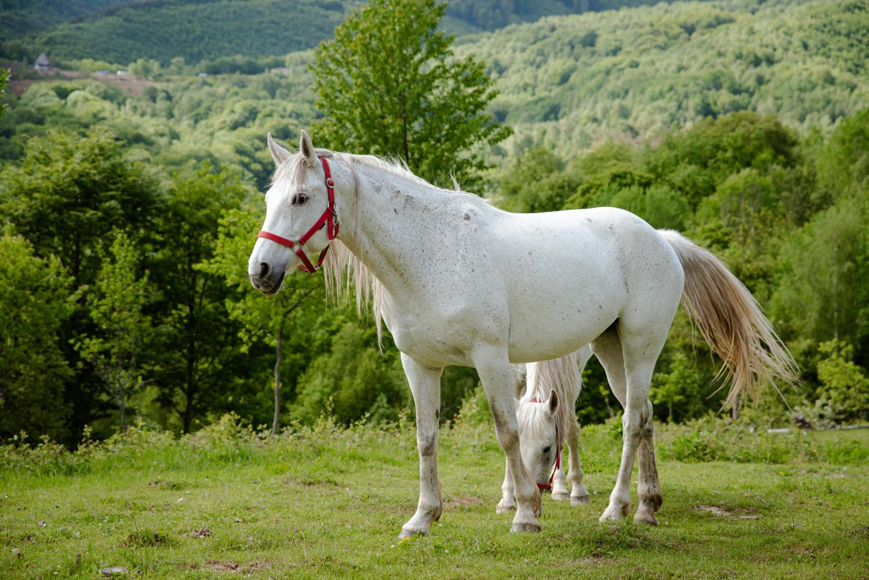 RoVillage România