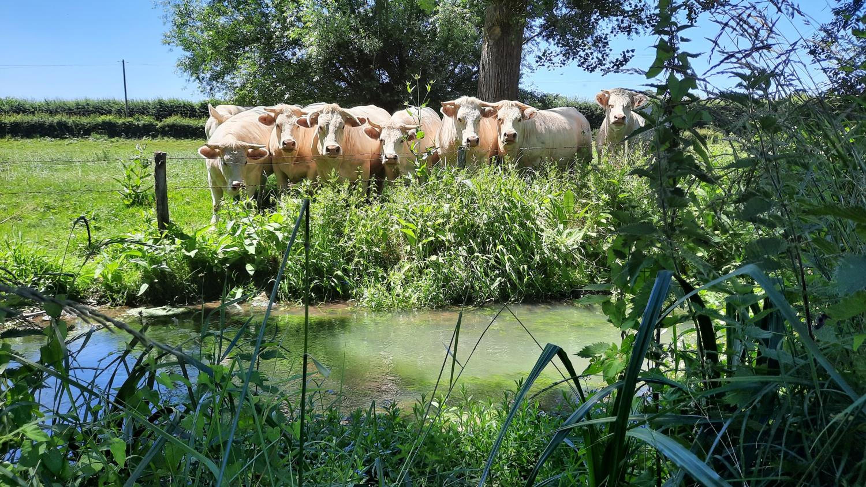 La Ménagerie