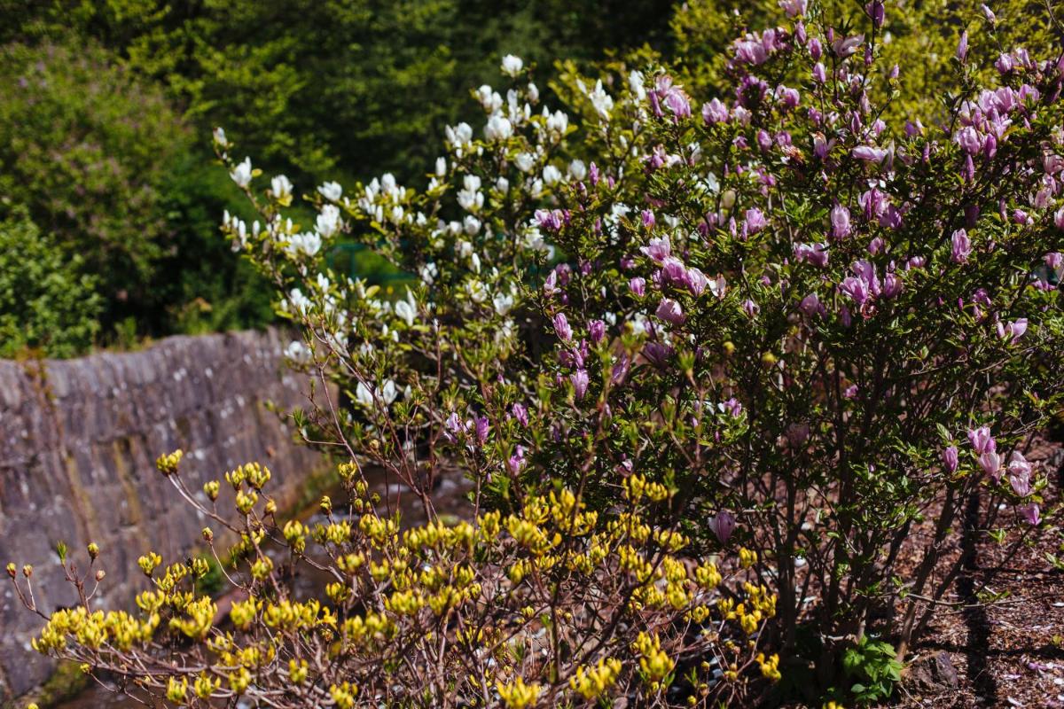 garden