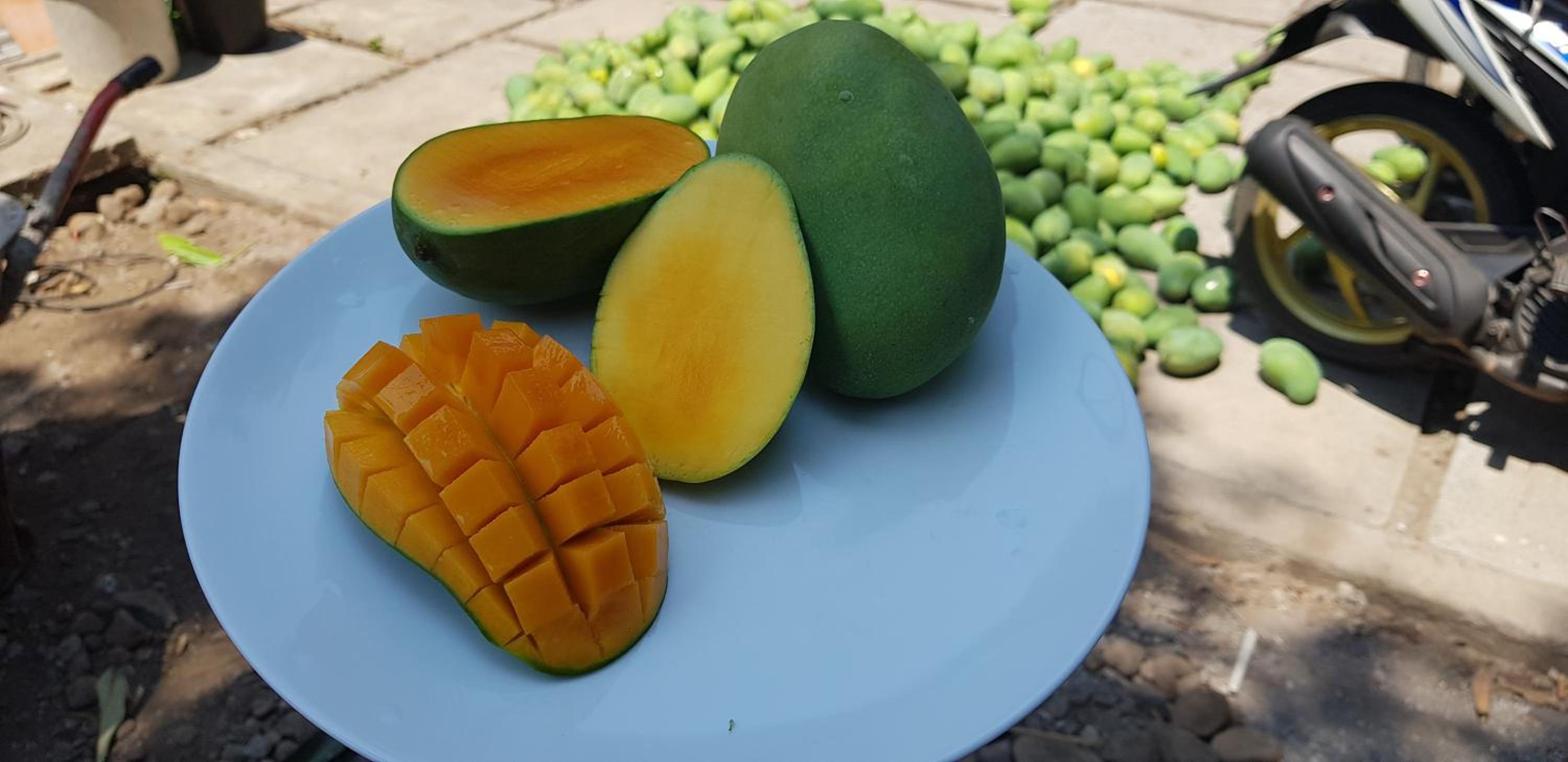 Mango Tree Inn