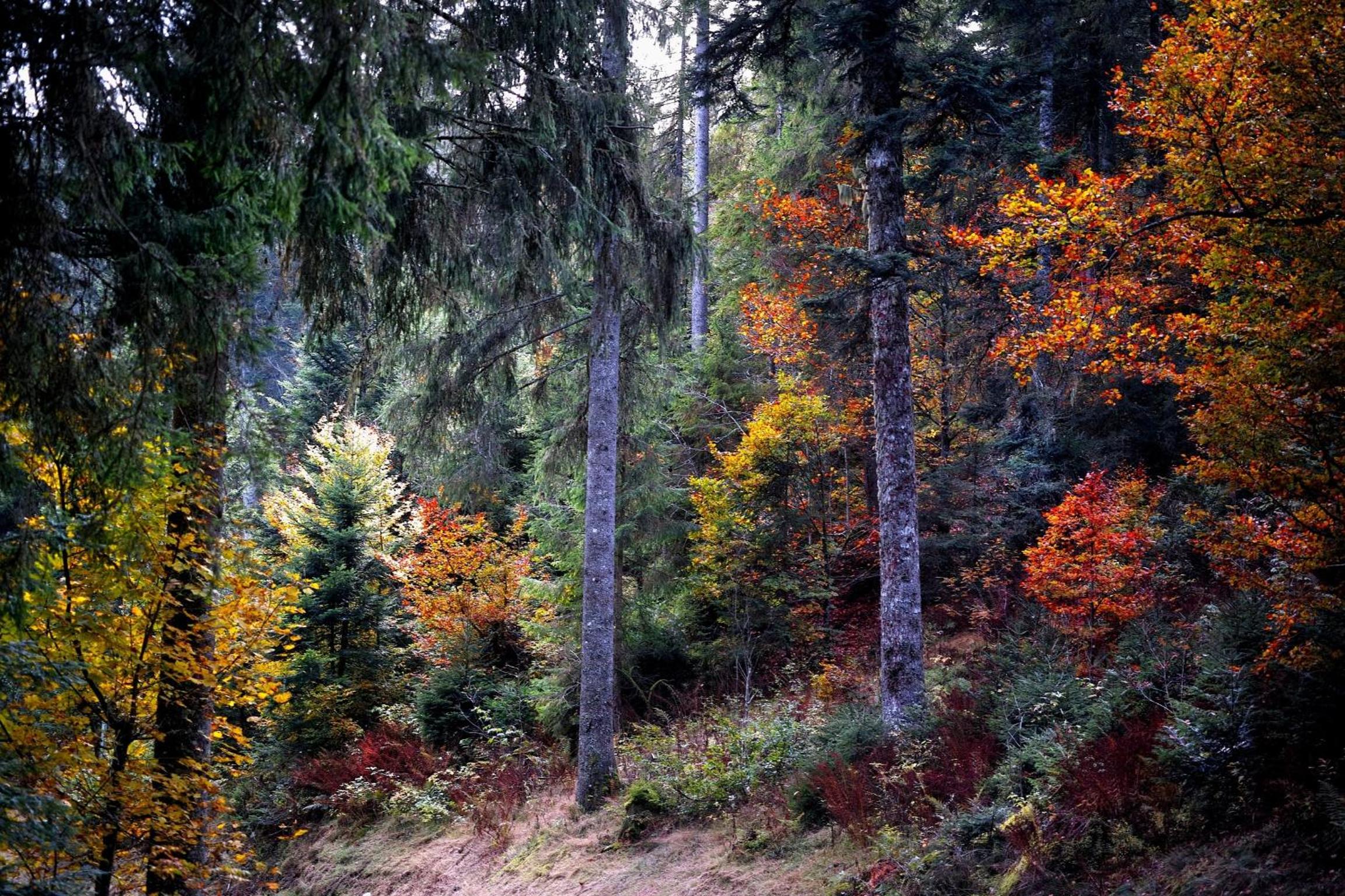 A6 Schwarzwald-Fewo an der Alb