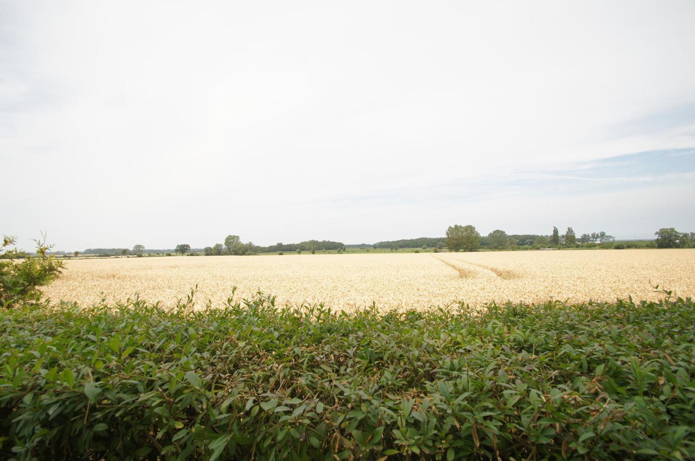 Flora