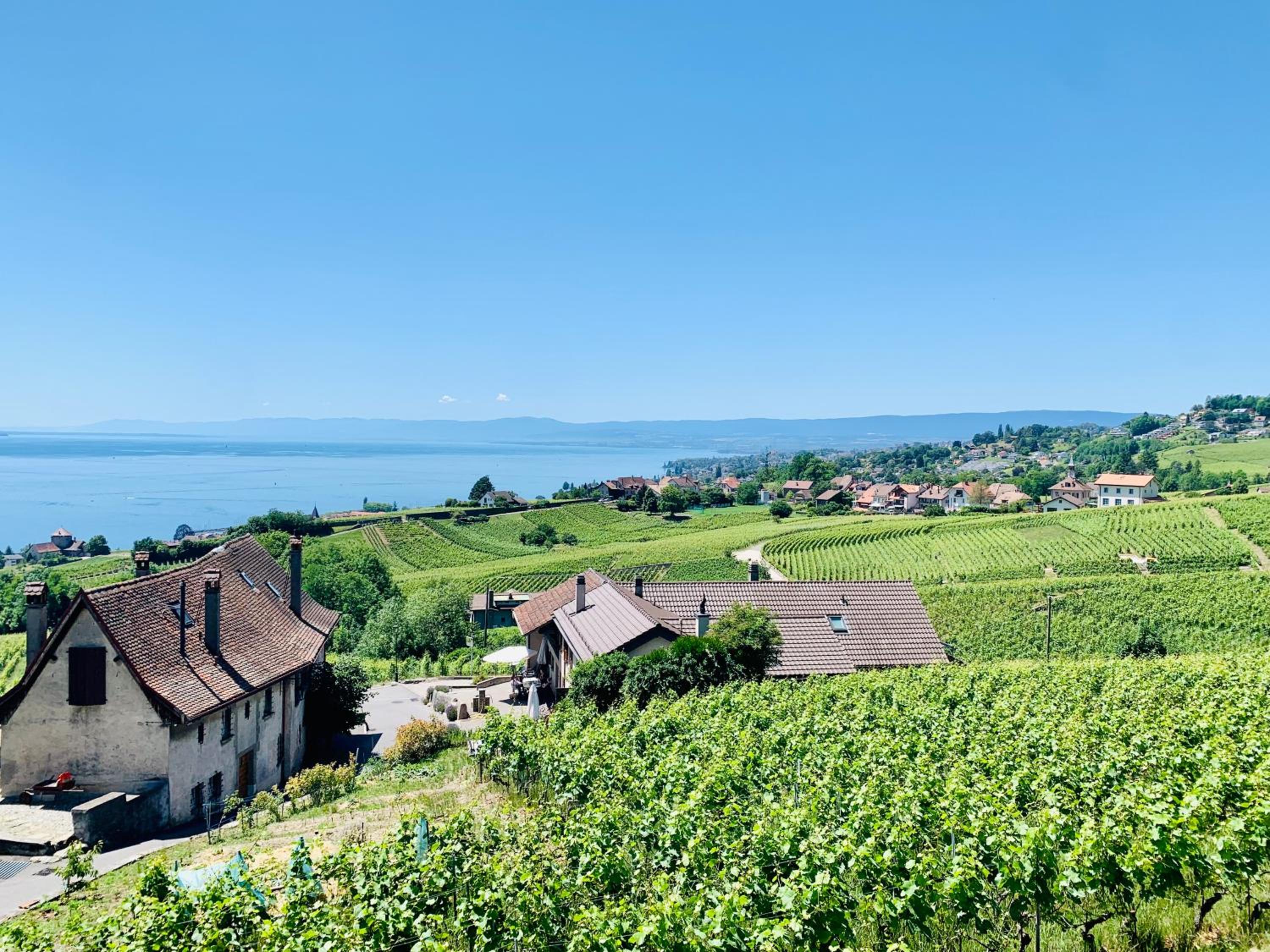 #Lavaux