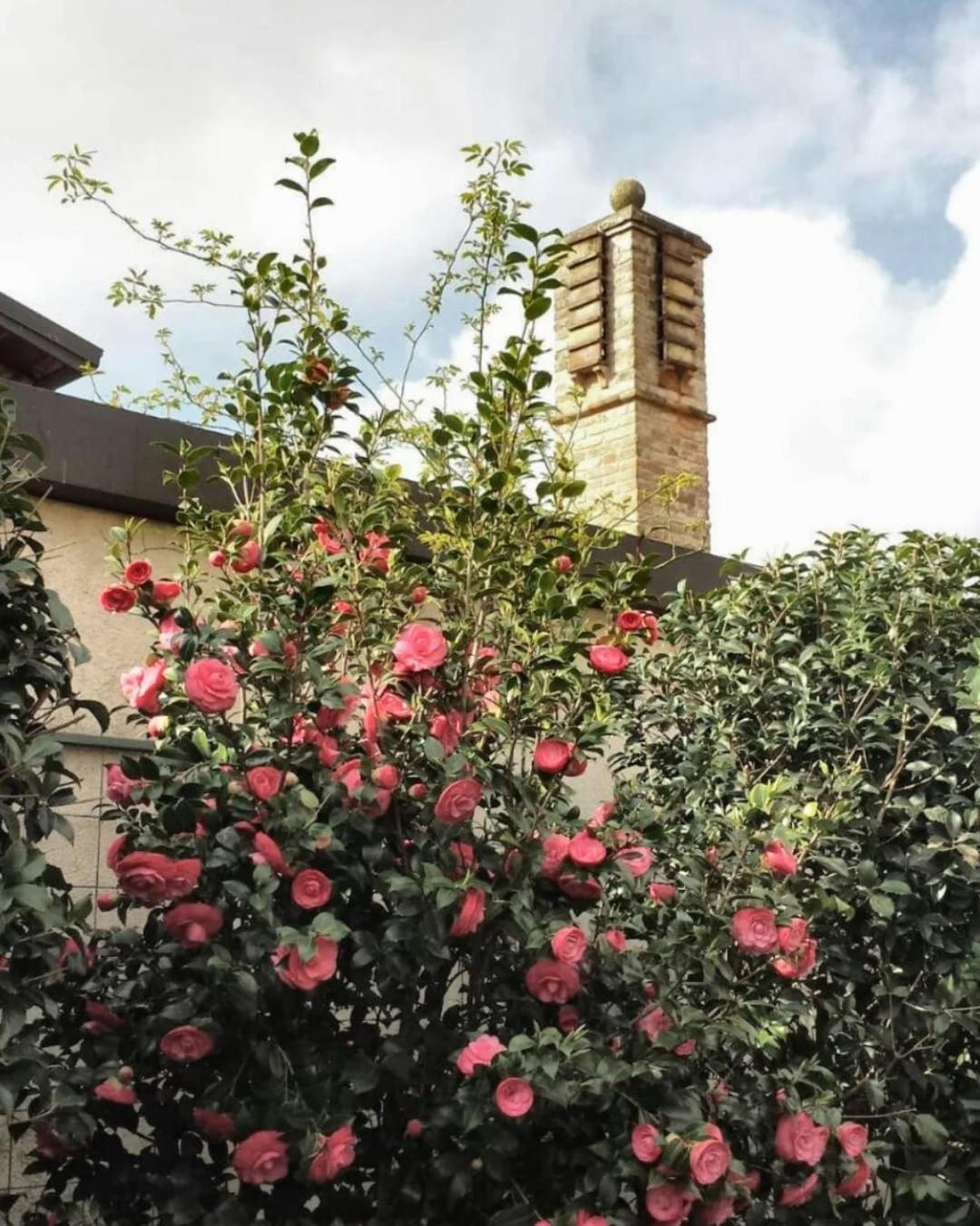 Damabianca, photo 14