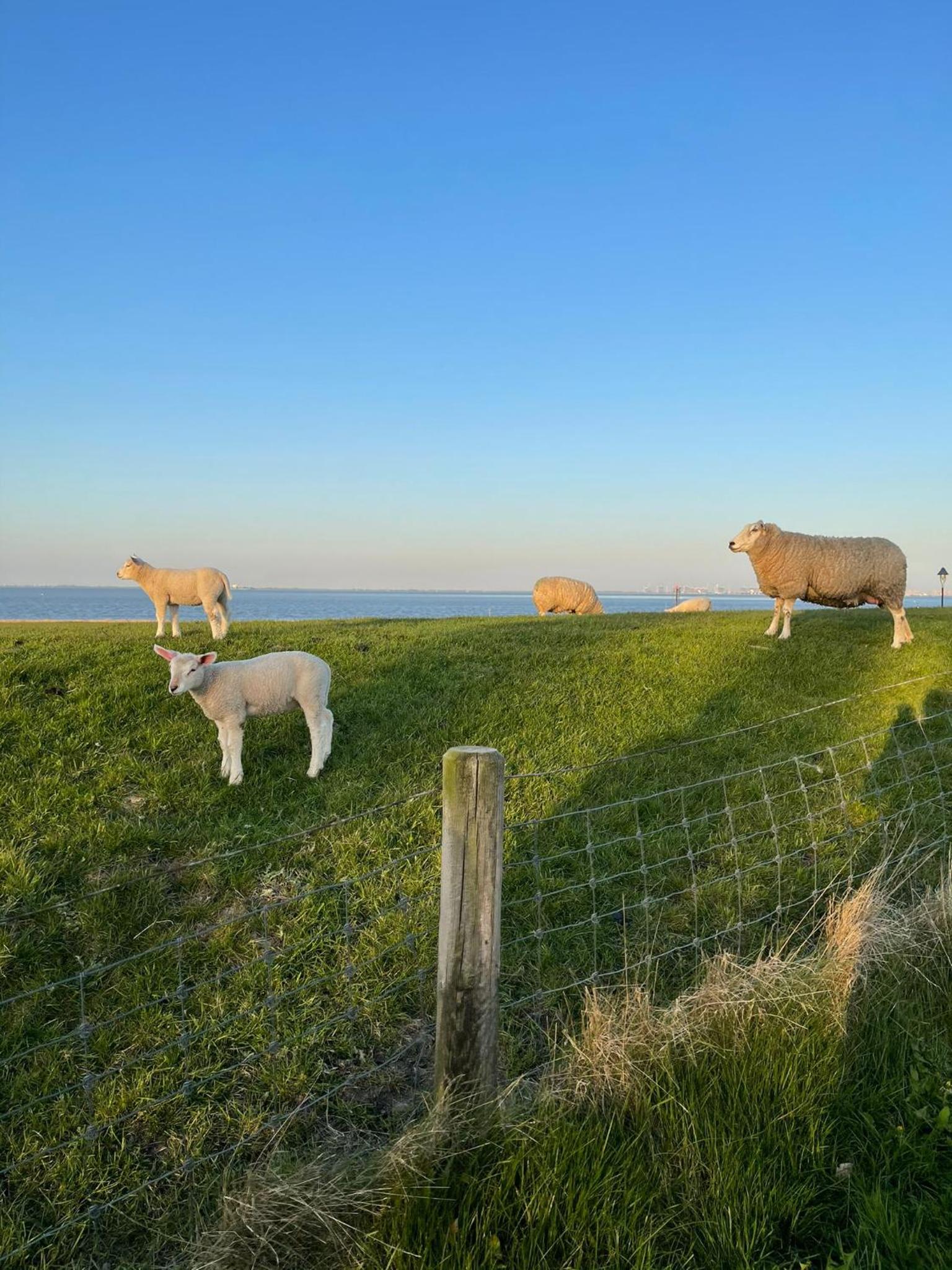 Ferienwohnung PIT am Nordseedeich