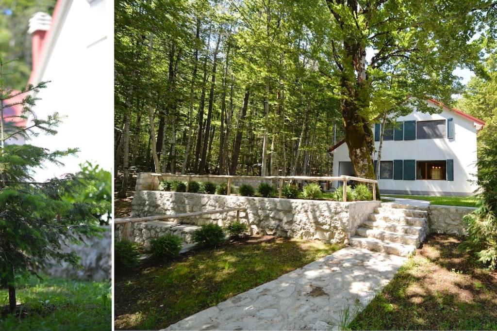 Forest house view 5
