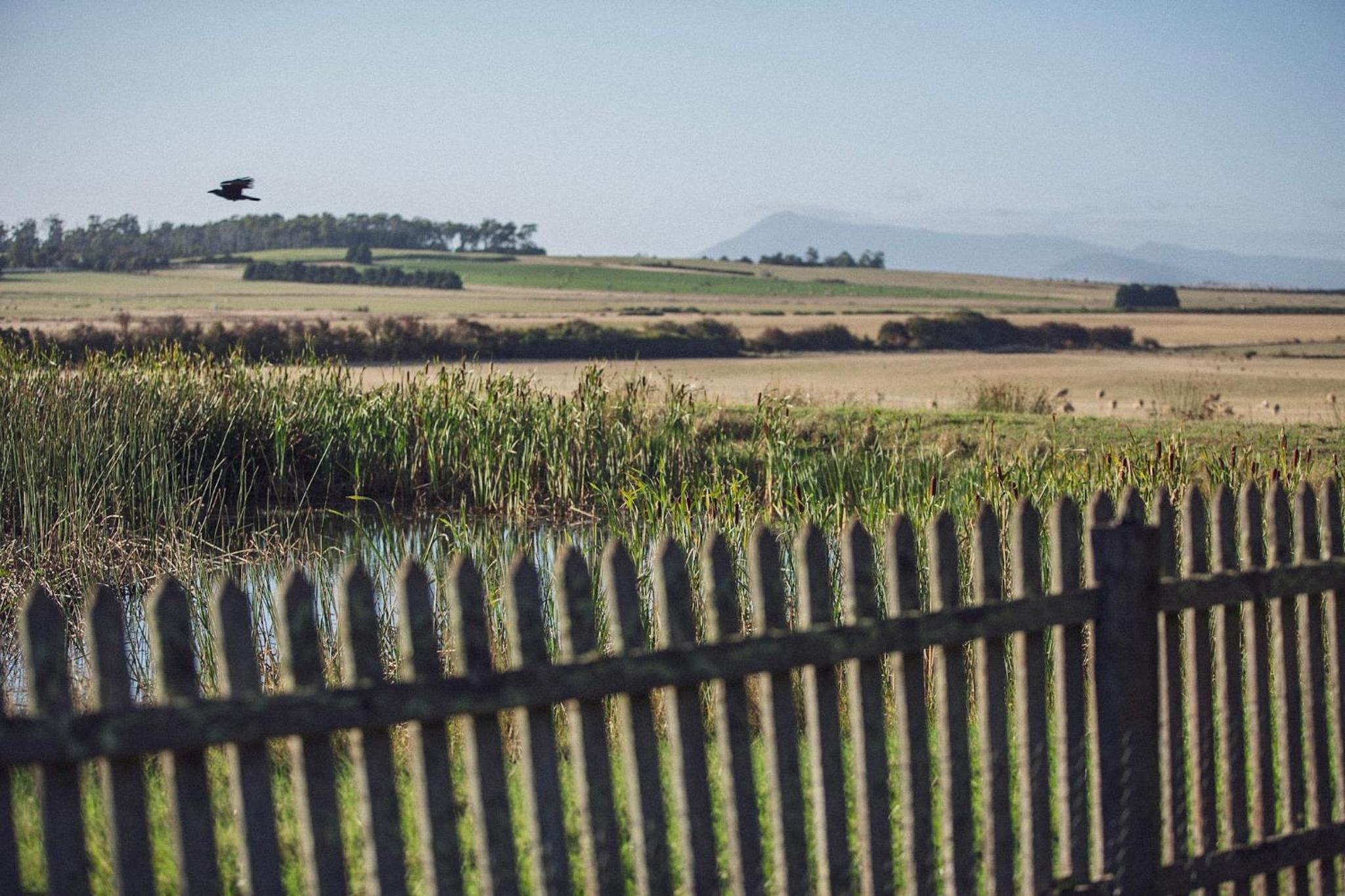 CLAYFIELD HOMESTEAD - rustic country accommodation