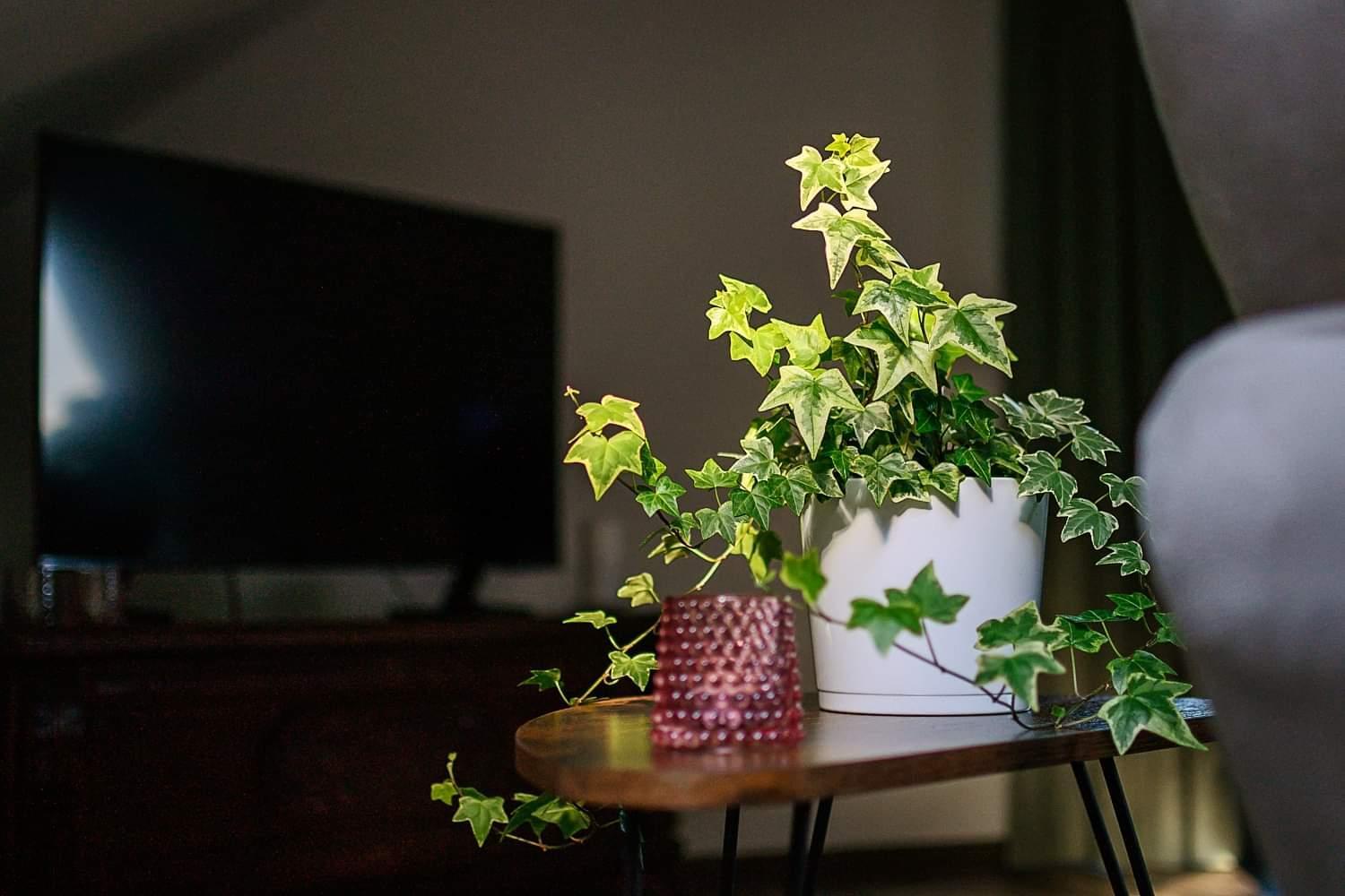 Chalupa Křenov 62