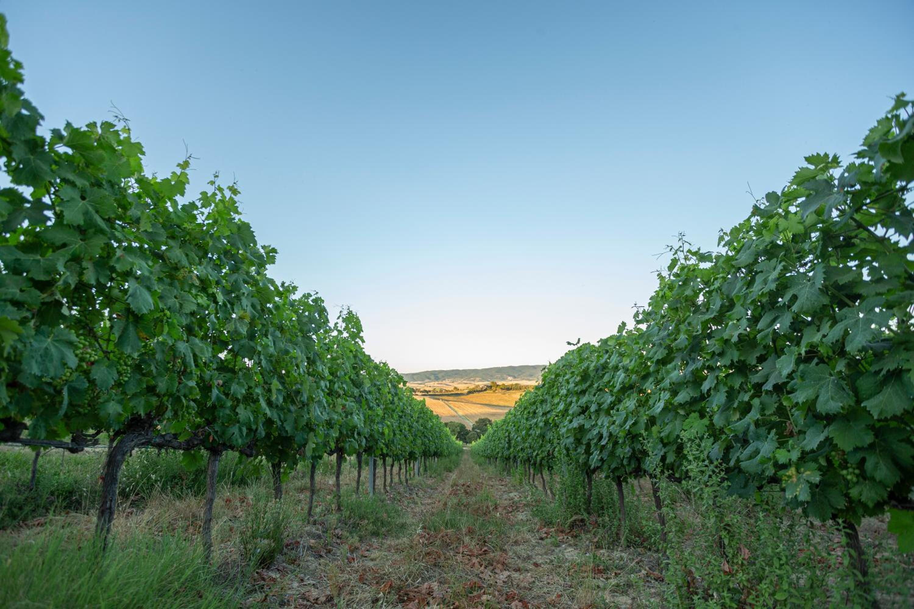Agriturismo Cappellese