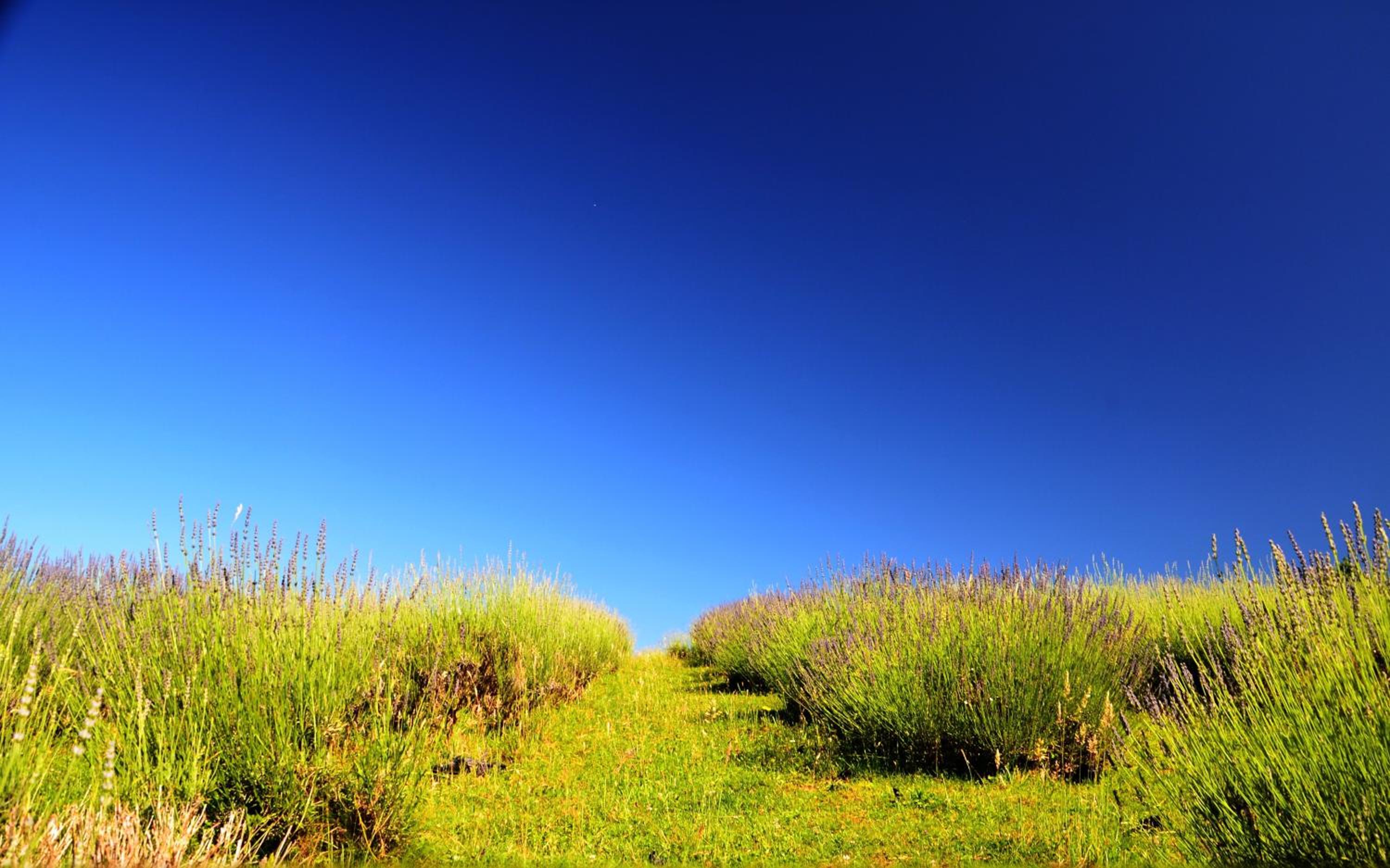 Lavanda farm apartmani