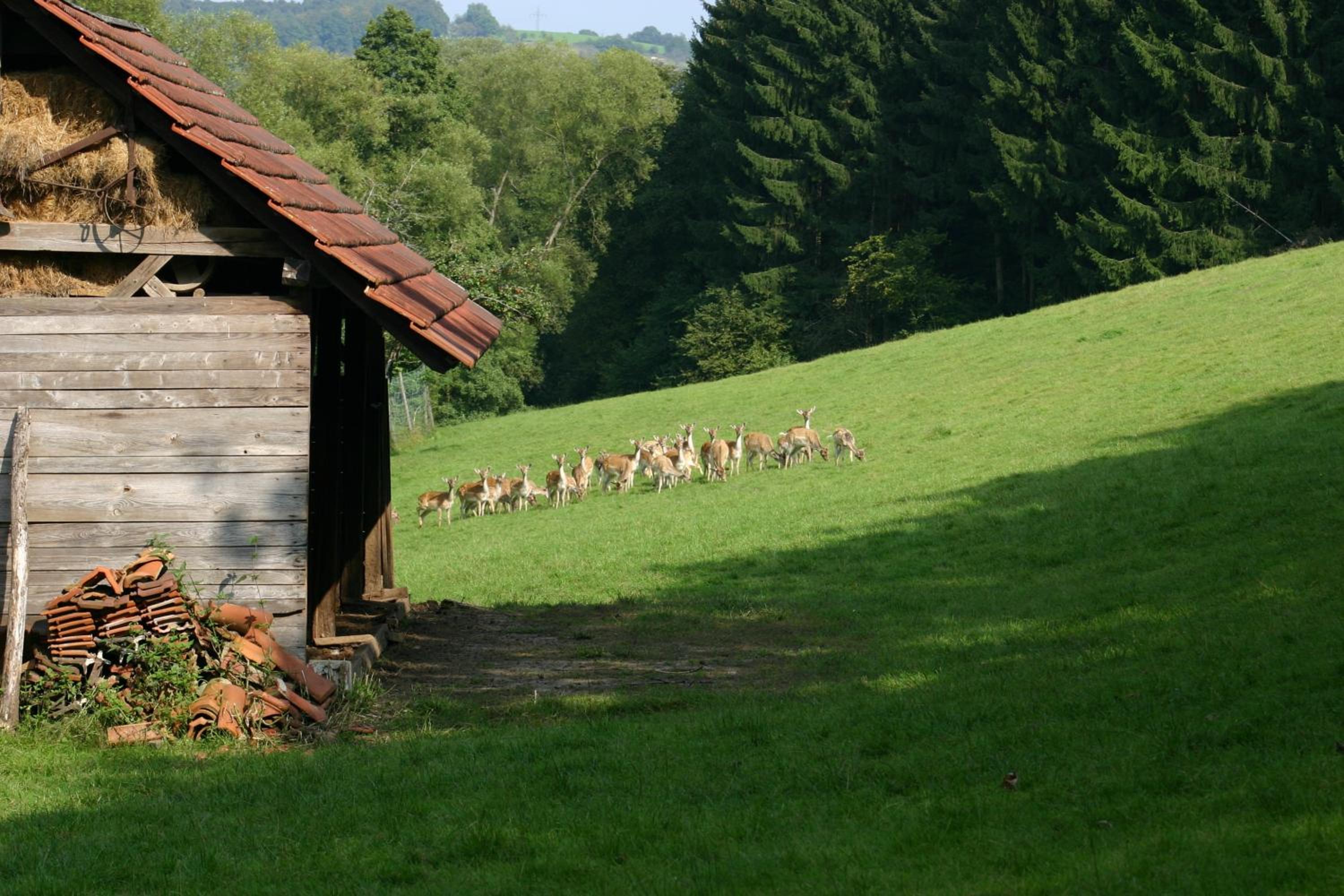 Landgasthof Zur Gemütlichkeit view 2