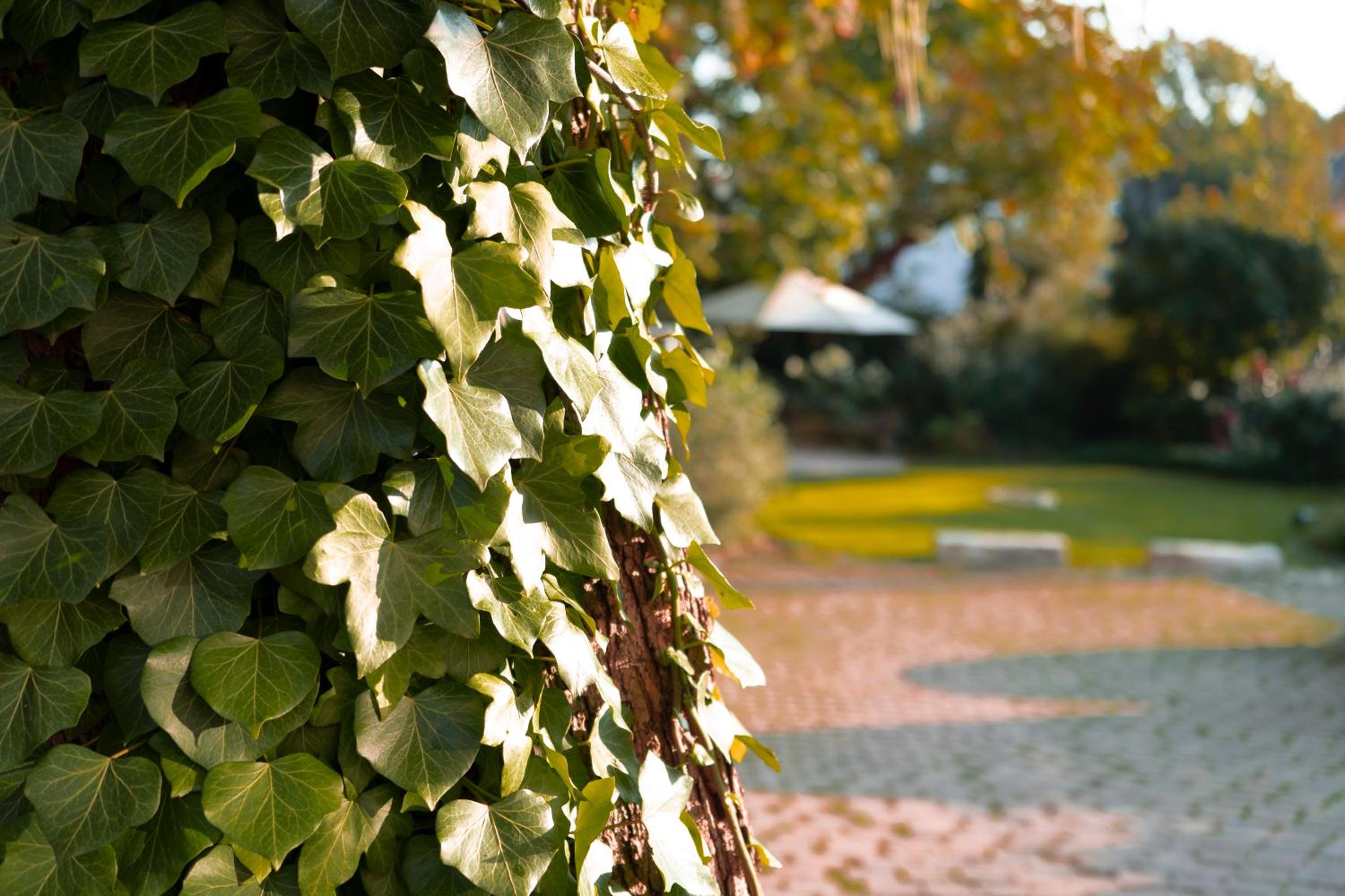Villa Benz Hotel garni