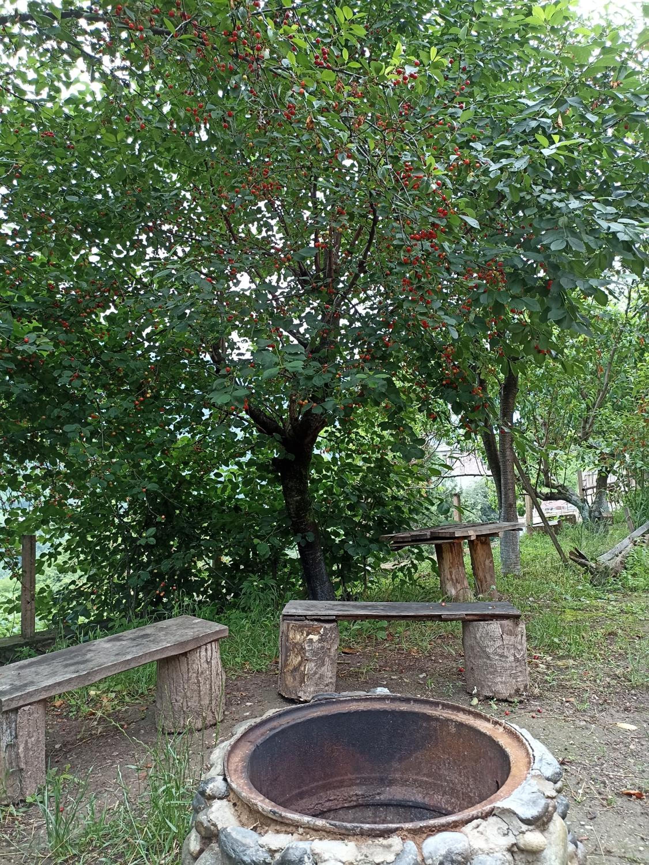 Green Garden