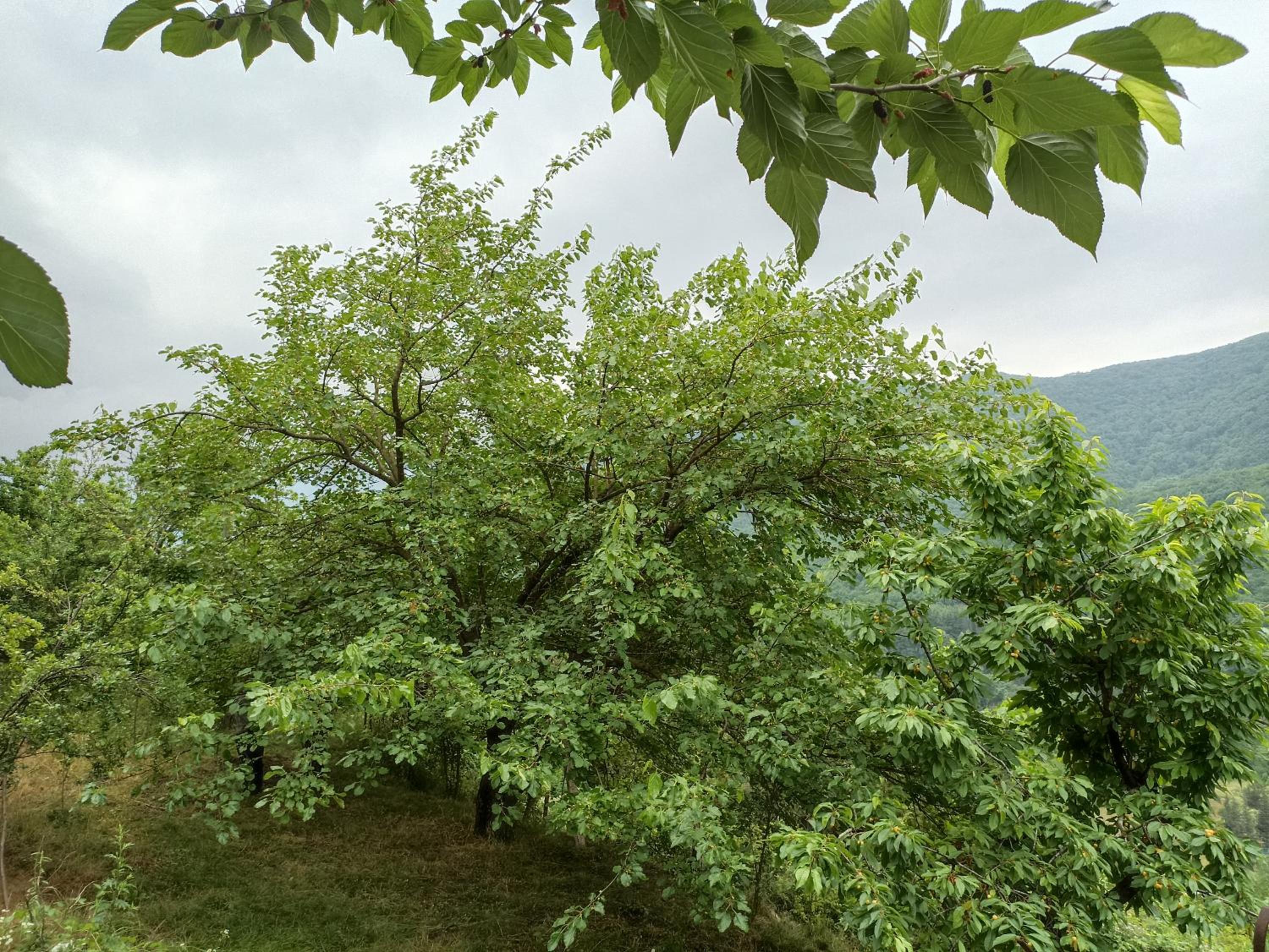 Green Garden
