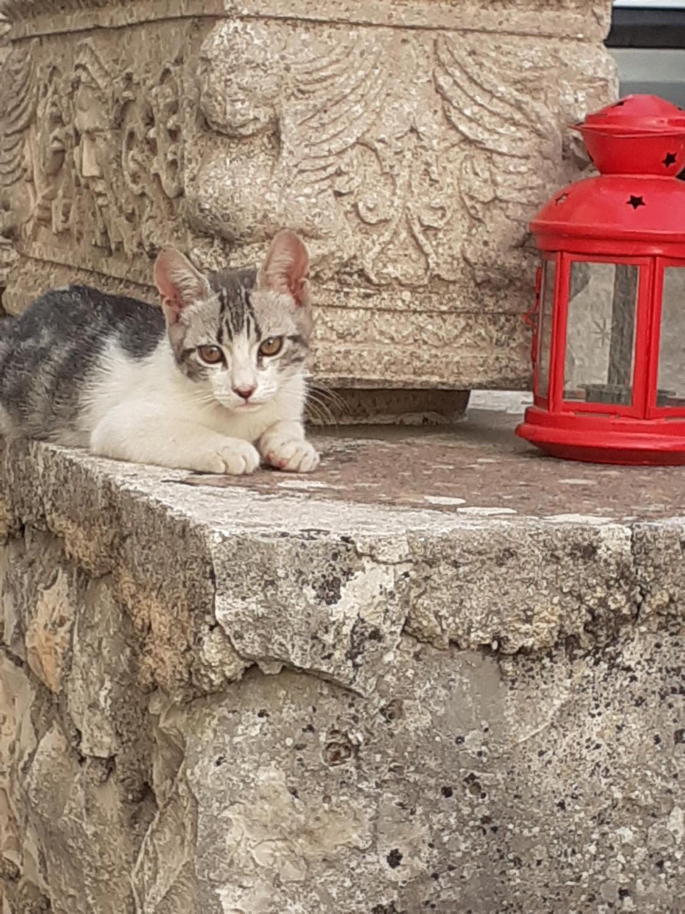 Dimora in collina en Monopoli