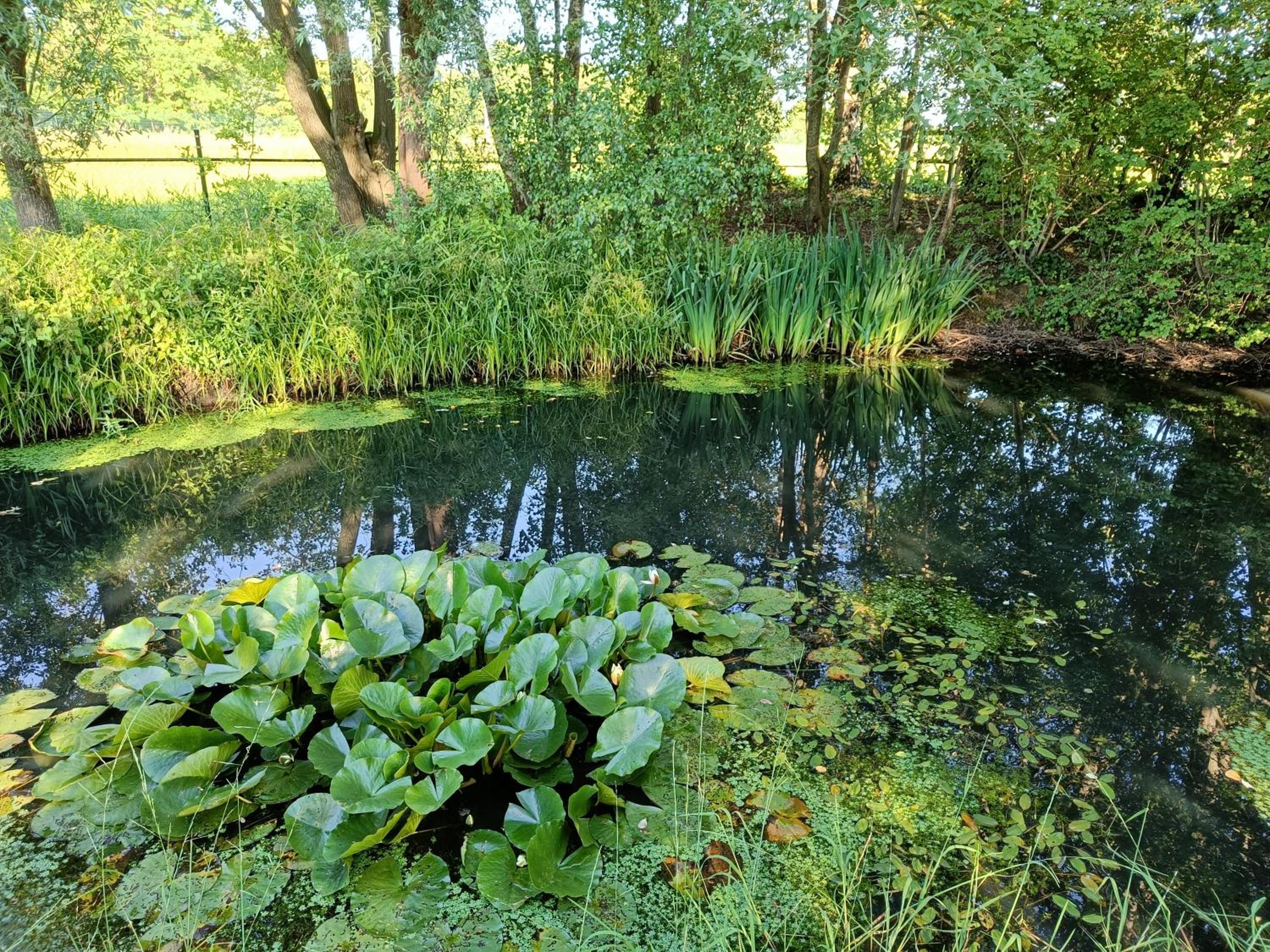 Photo 13
