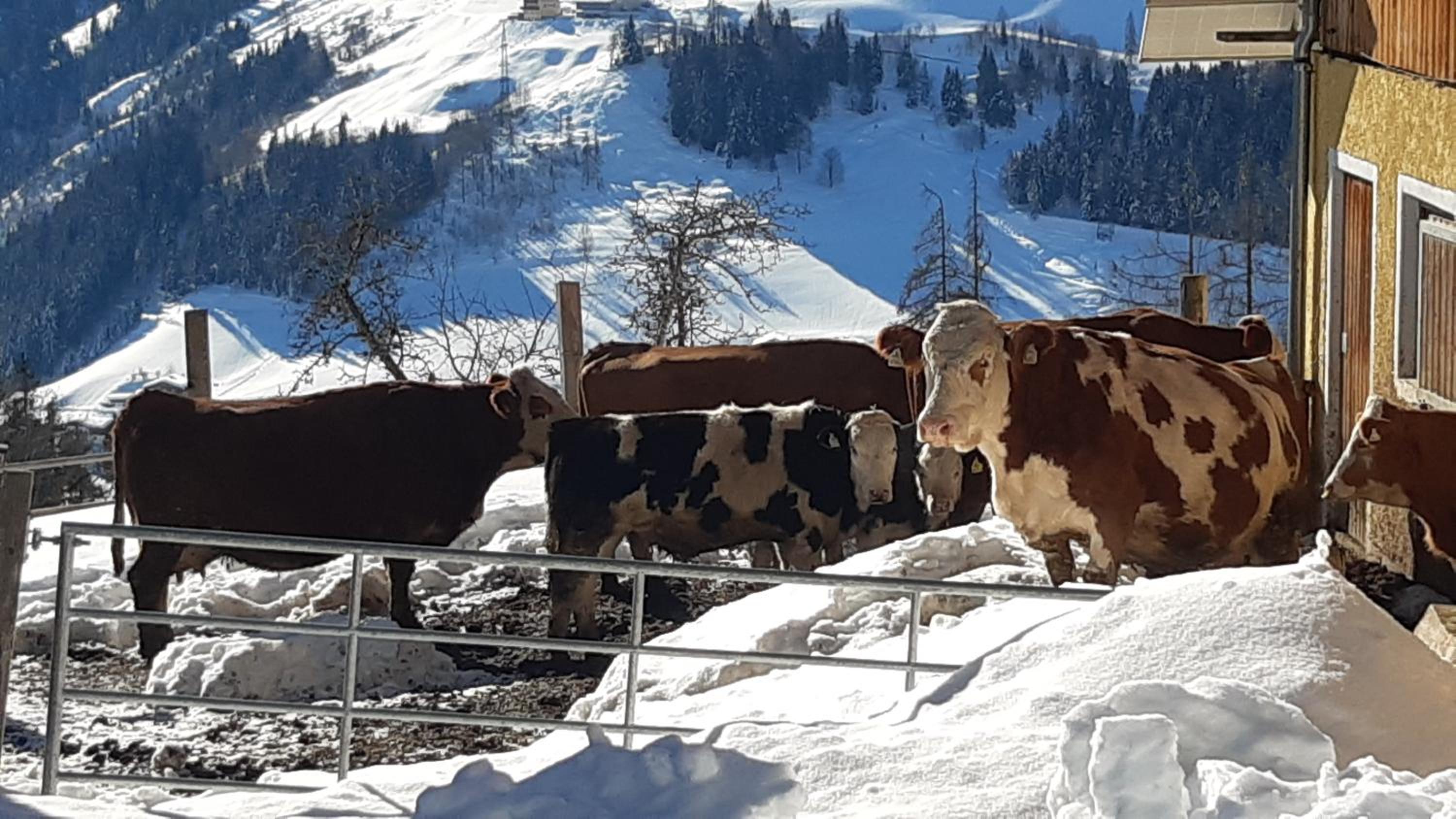 Bio Bauernhof Brandgut