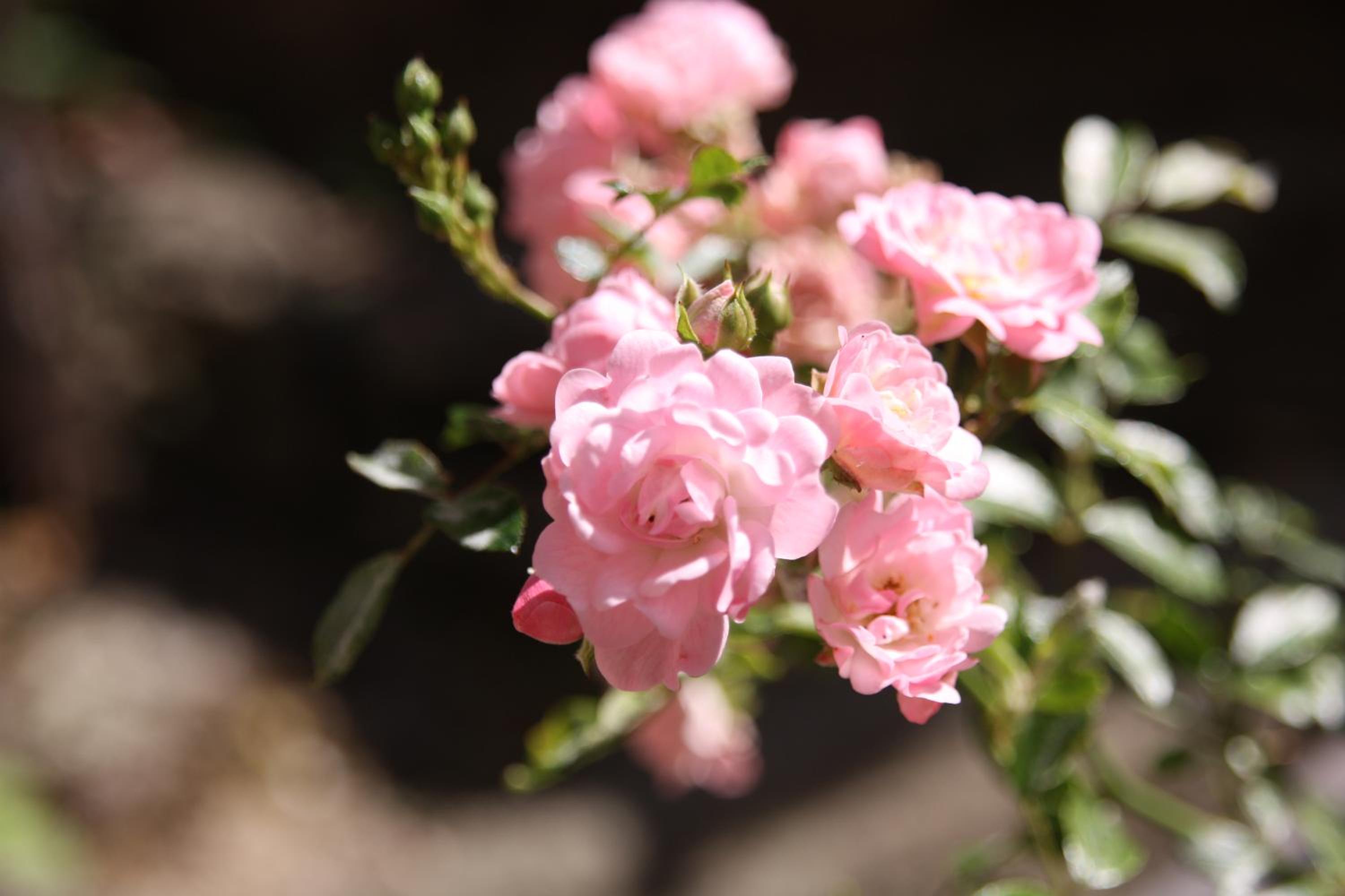 Photo 46