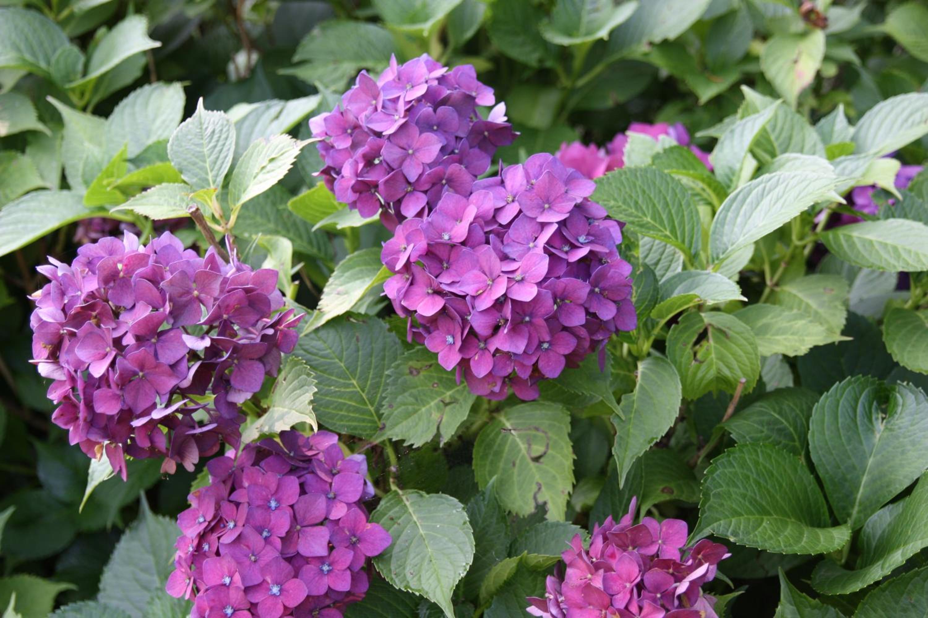 Photo 49
