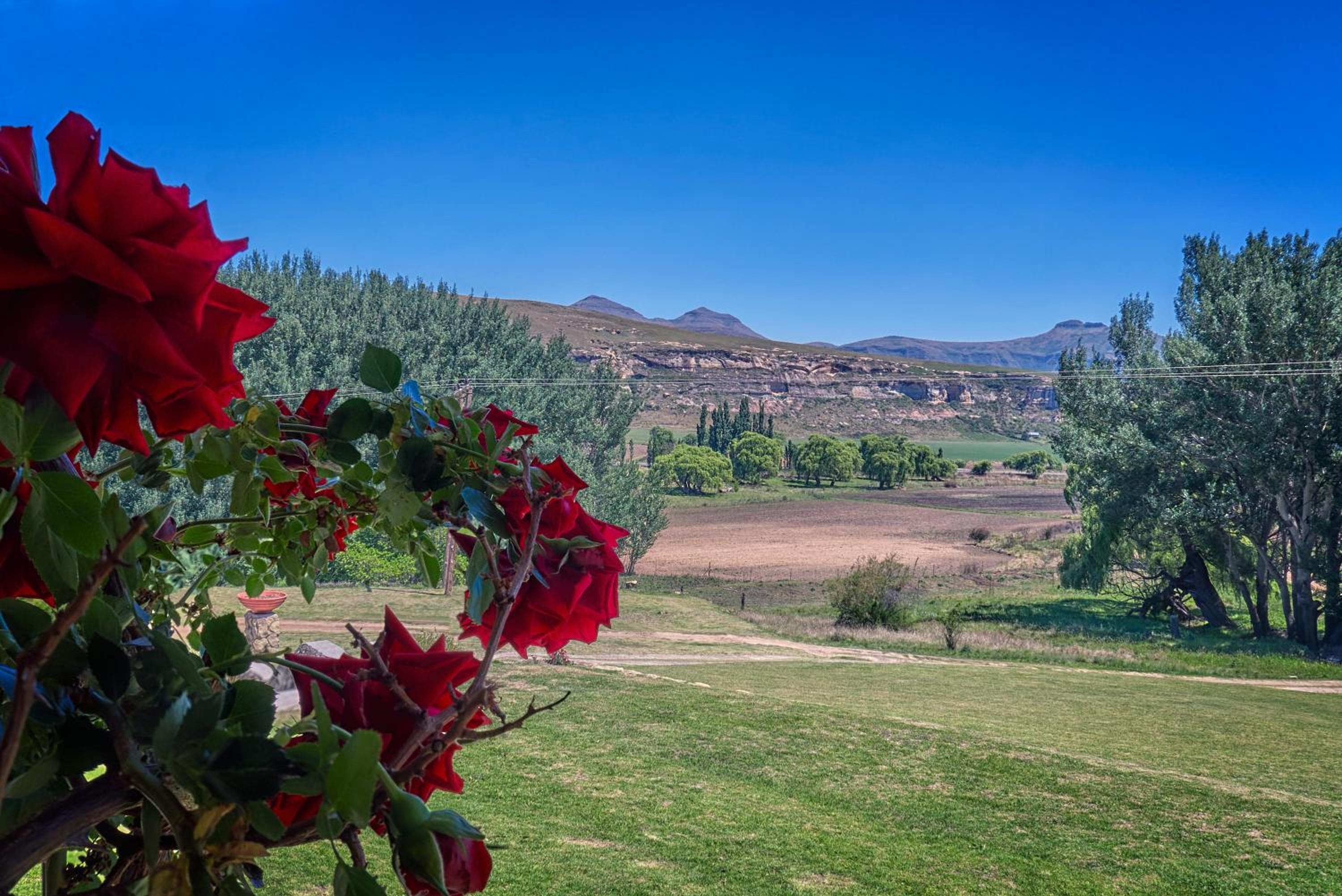 Linwood Guest Farm