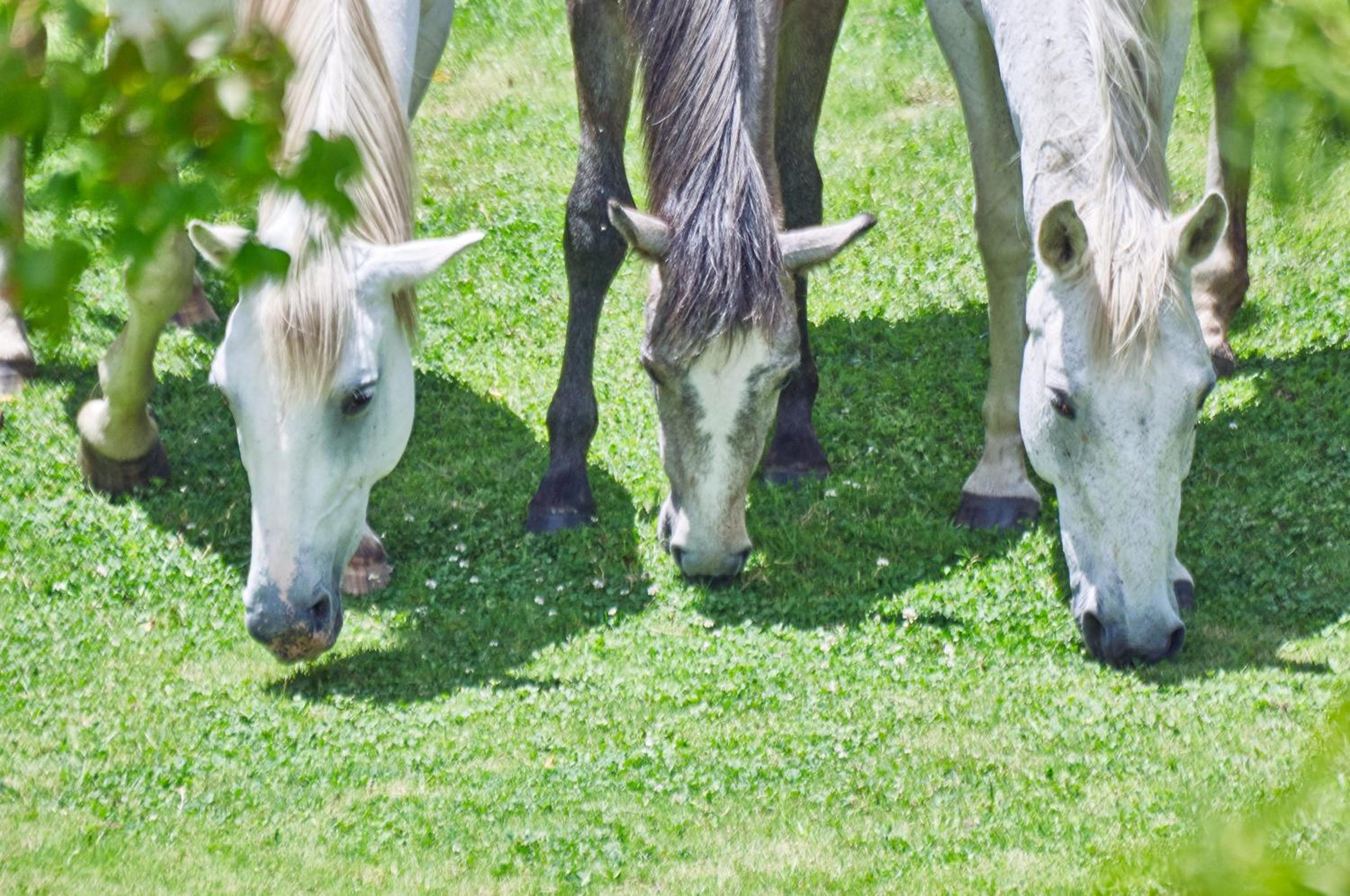 Linwood Guest Farm