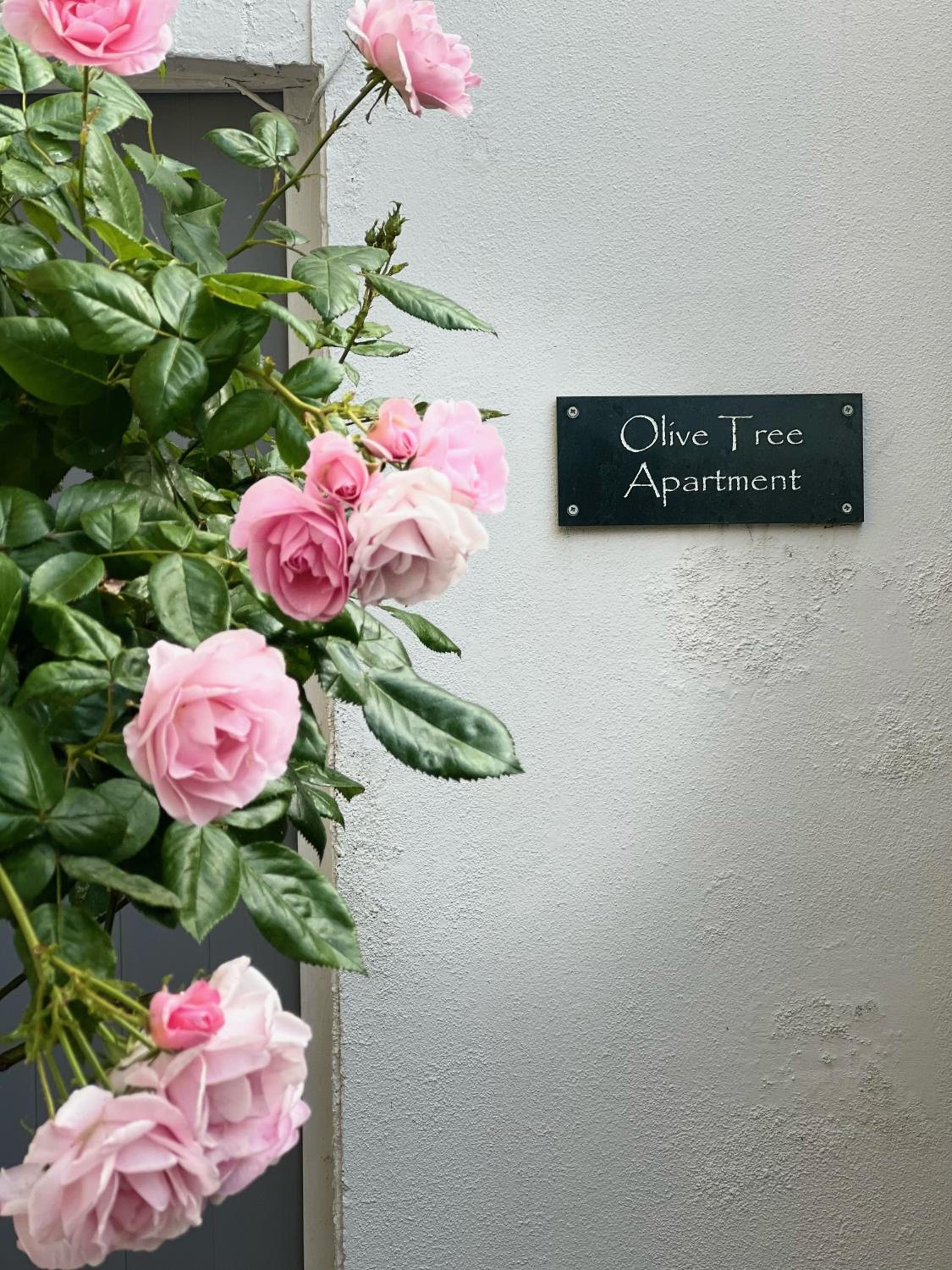 Olive Tree Apartment Hove view 3