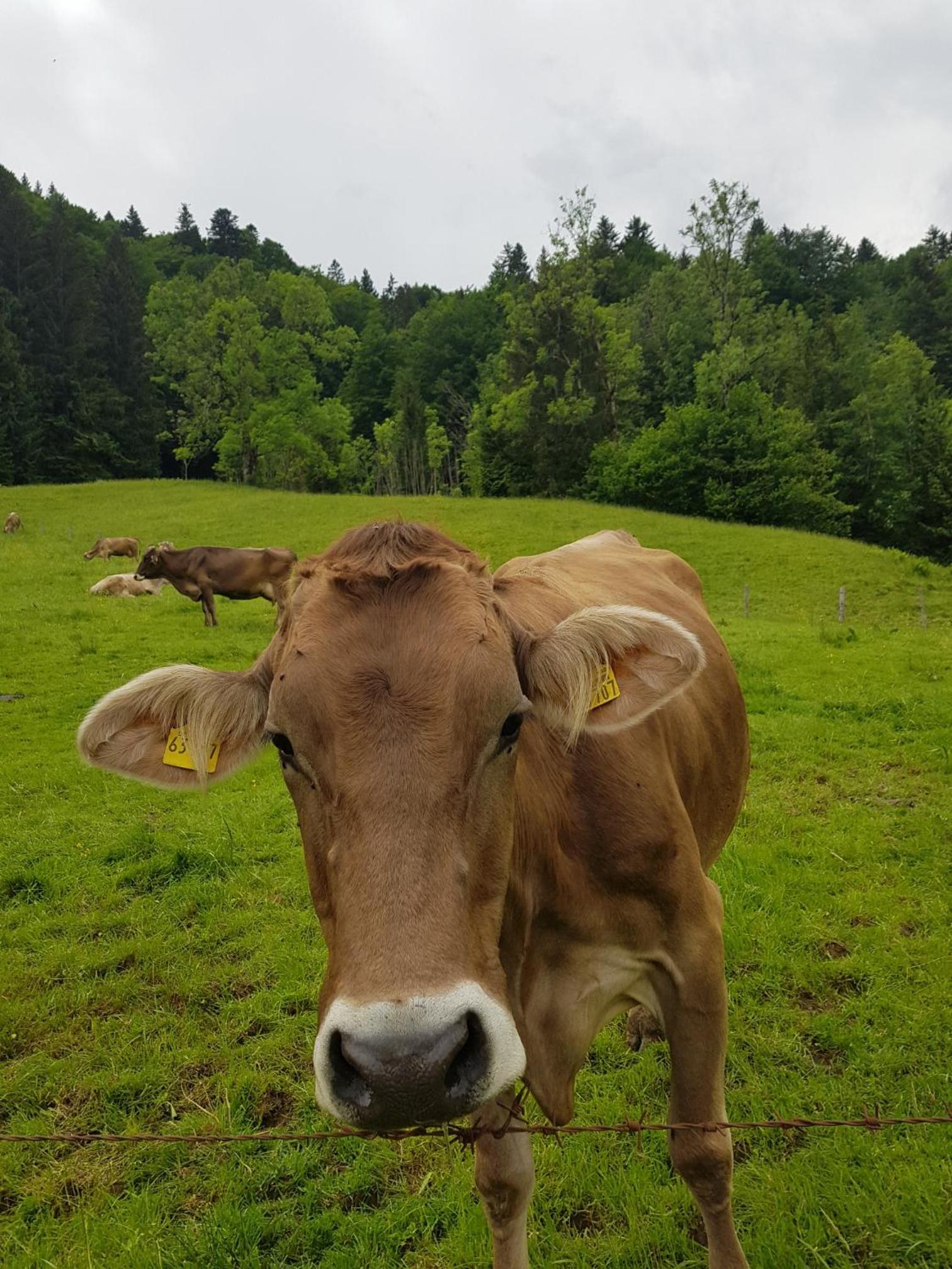 Ferienwohnung im kuhlen Allgäu