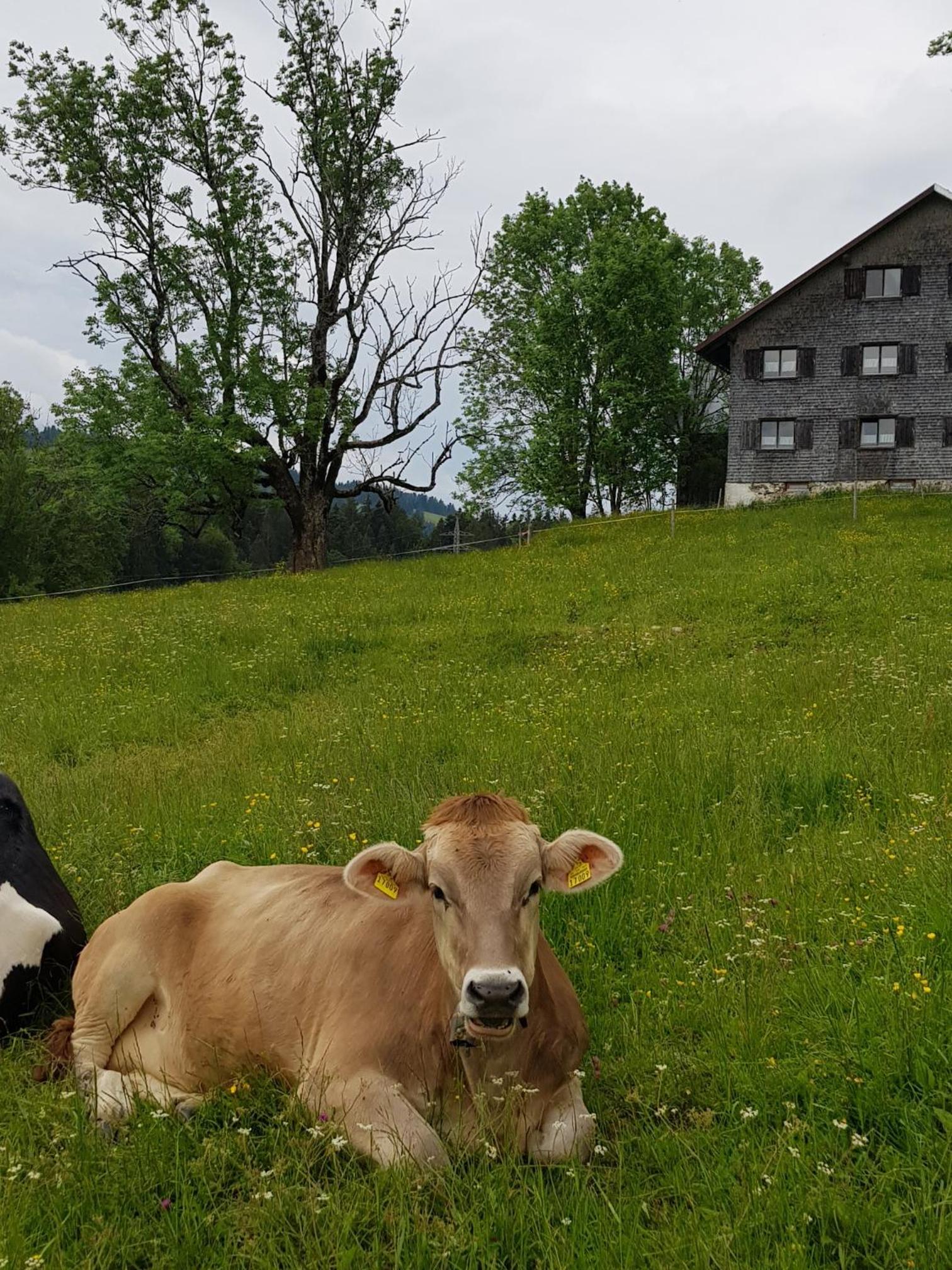 Ferienwohnung im kuhlen Allgäu
