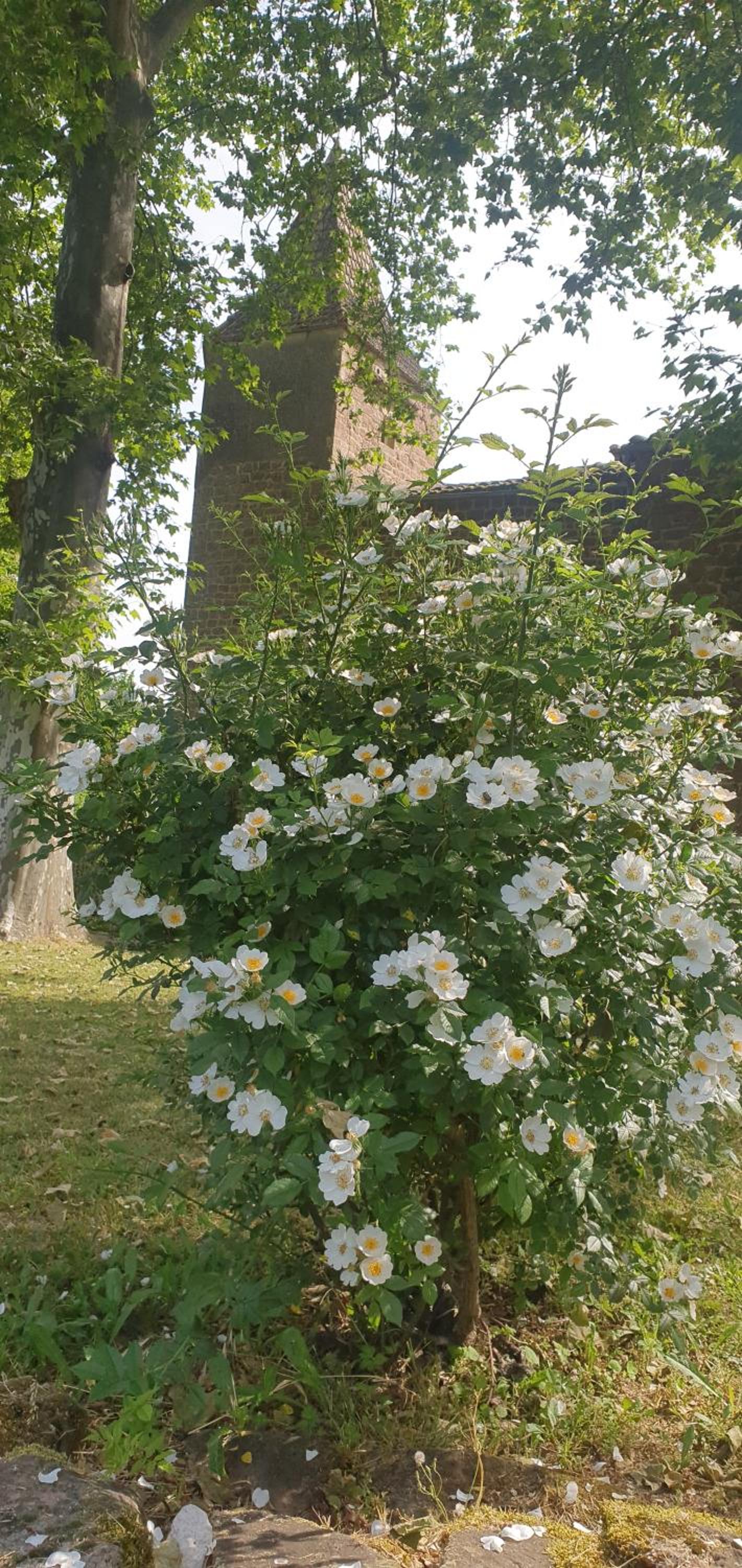 Château Labistoul