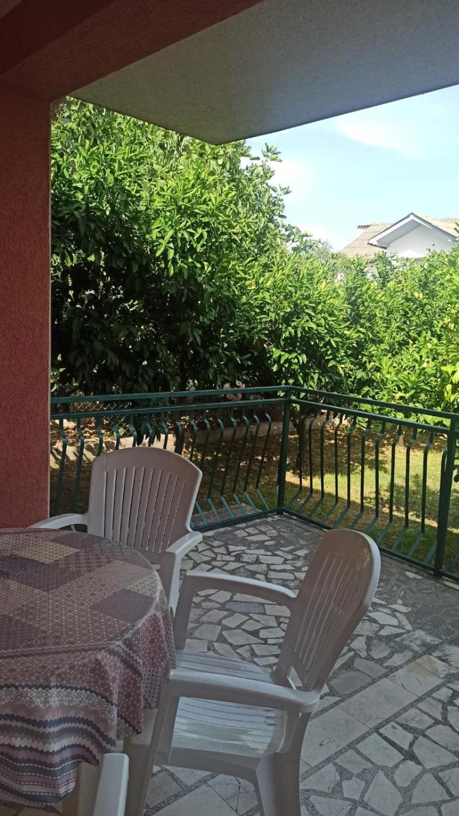 Lemon Tree photo 4