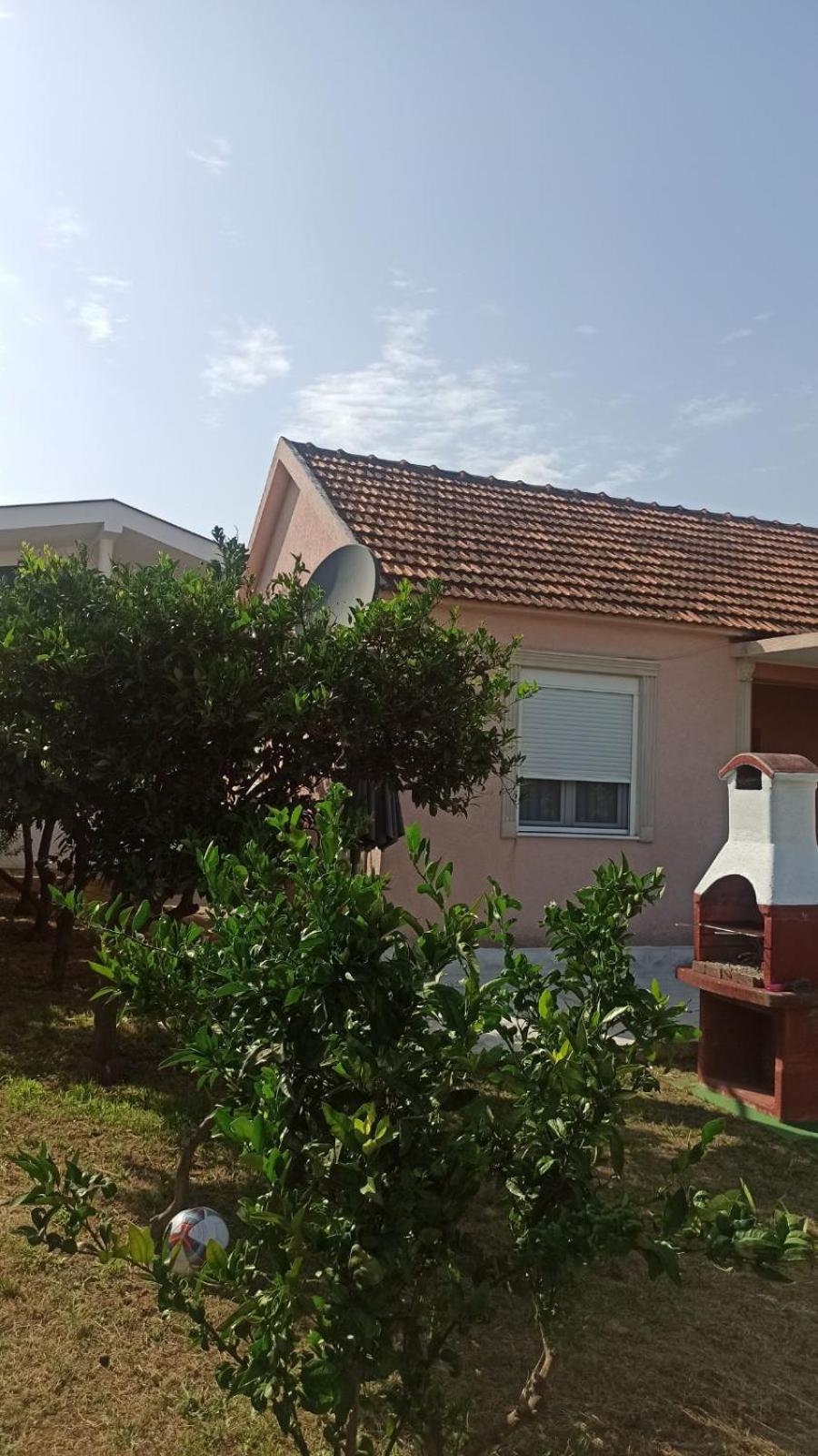 Lemon Tree photo 3
