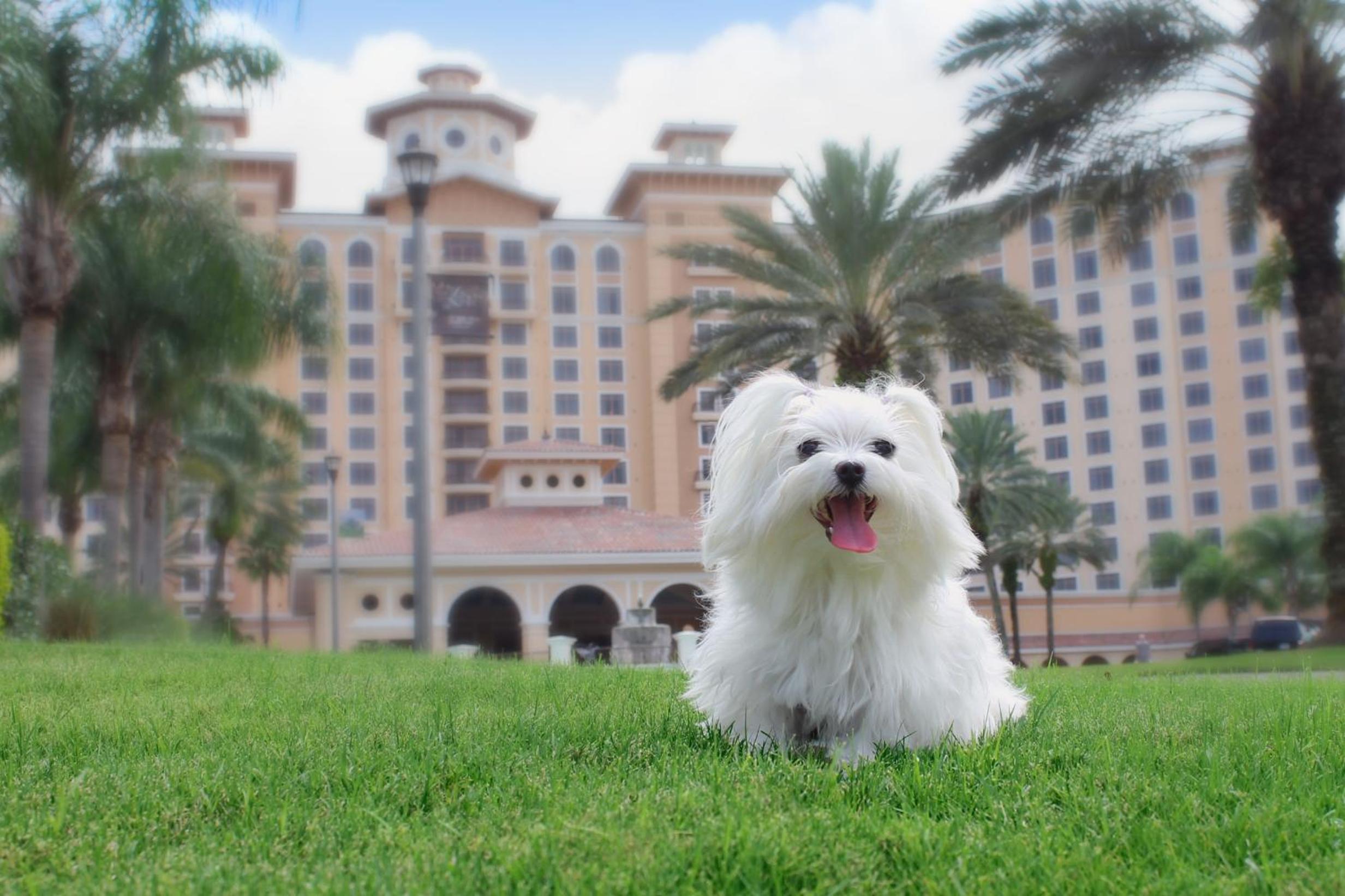 Rosen Shingle Creek Universal Blvd