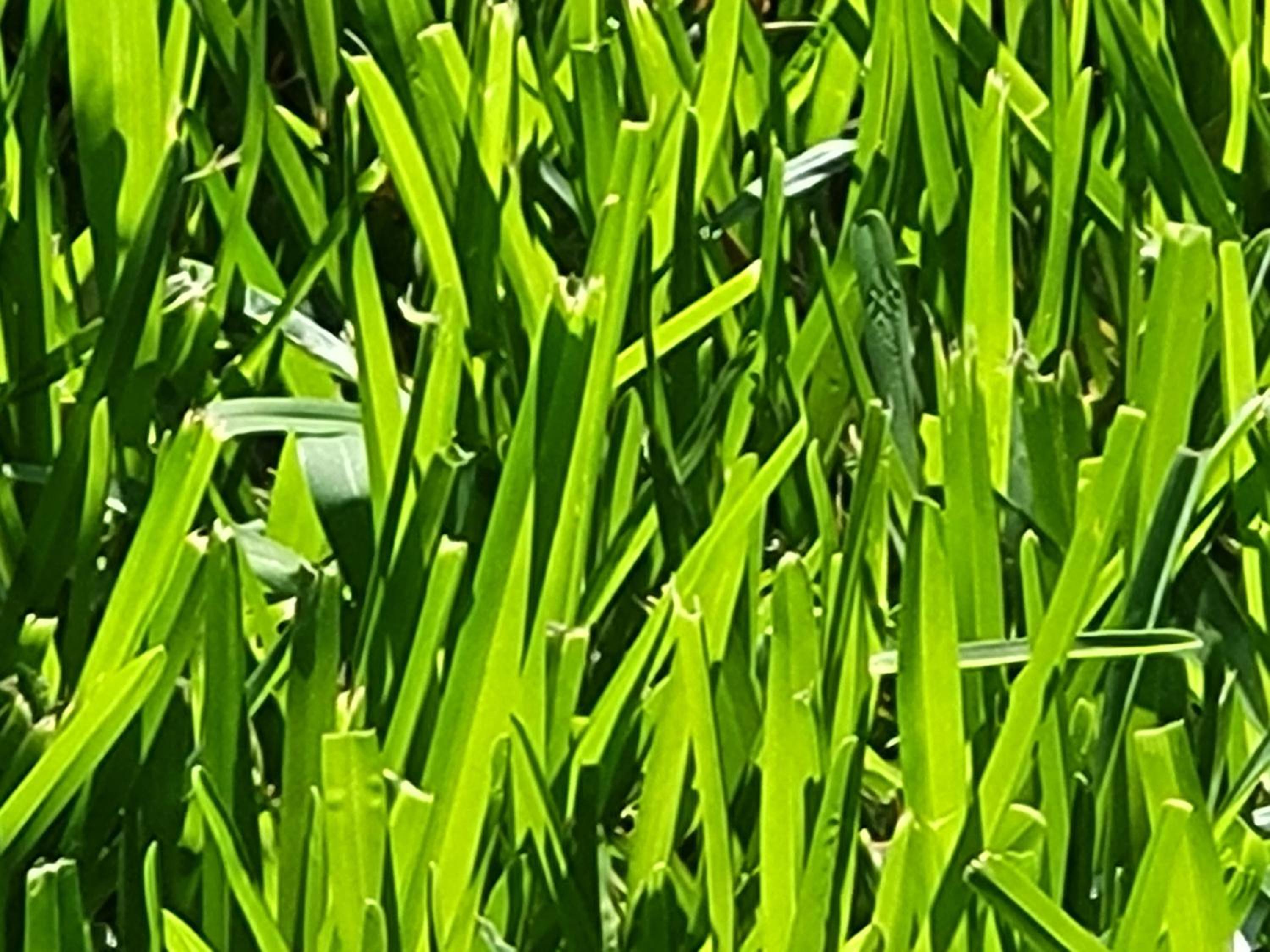 Omikron