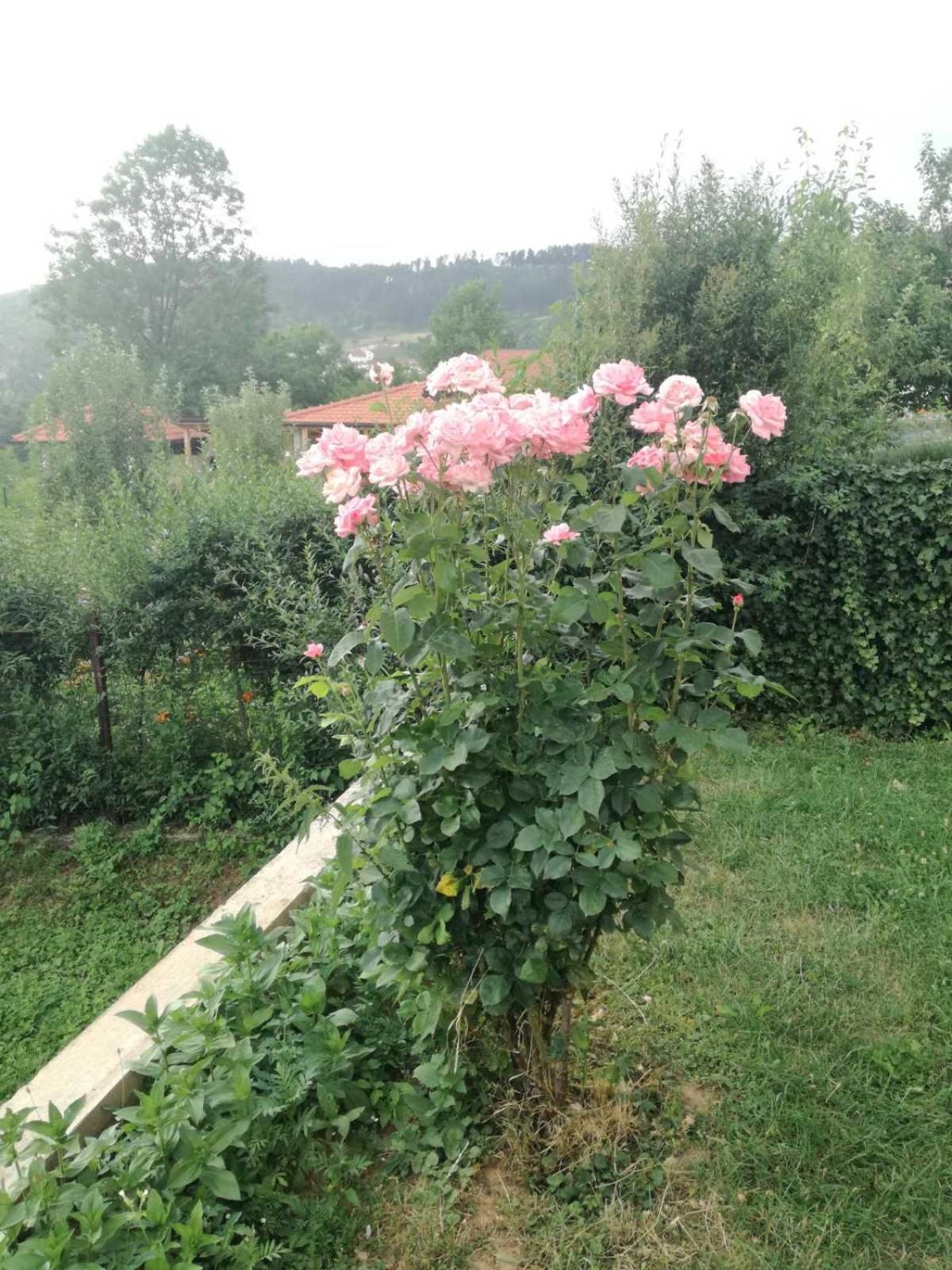 Photo 46