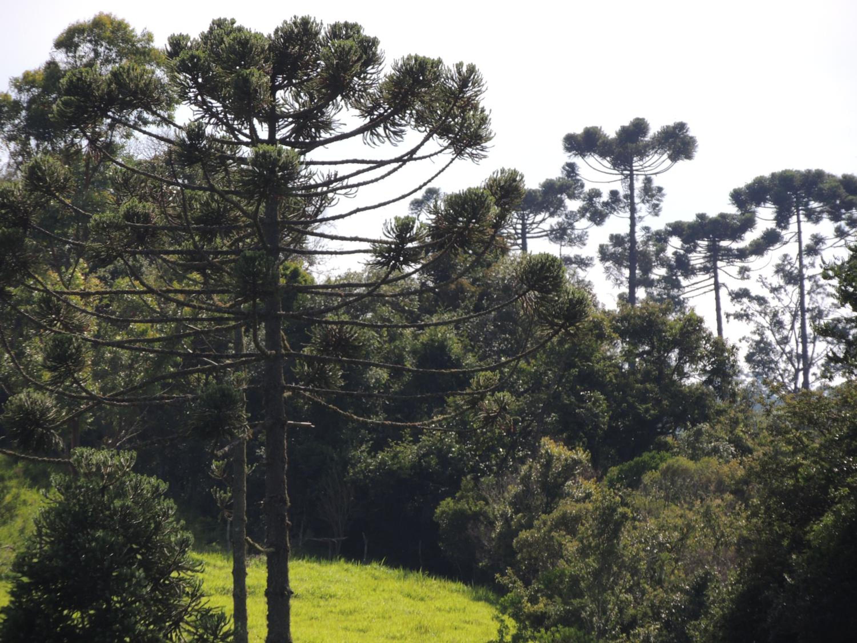 Paiol - Tô na Roça - Junto á natureza!!!