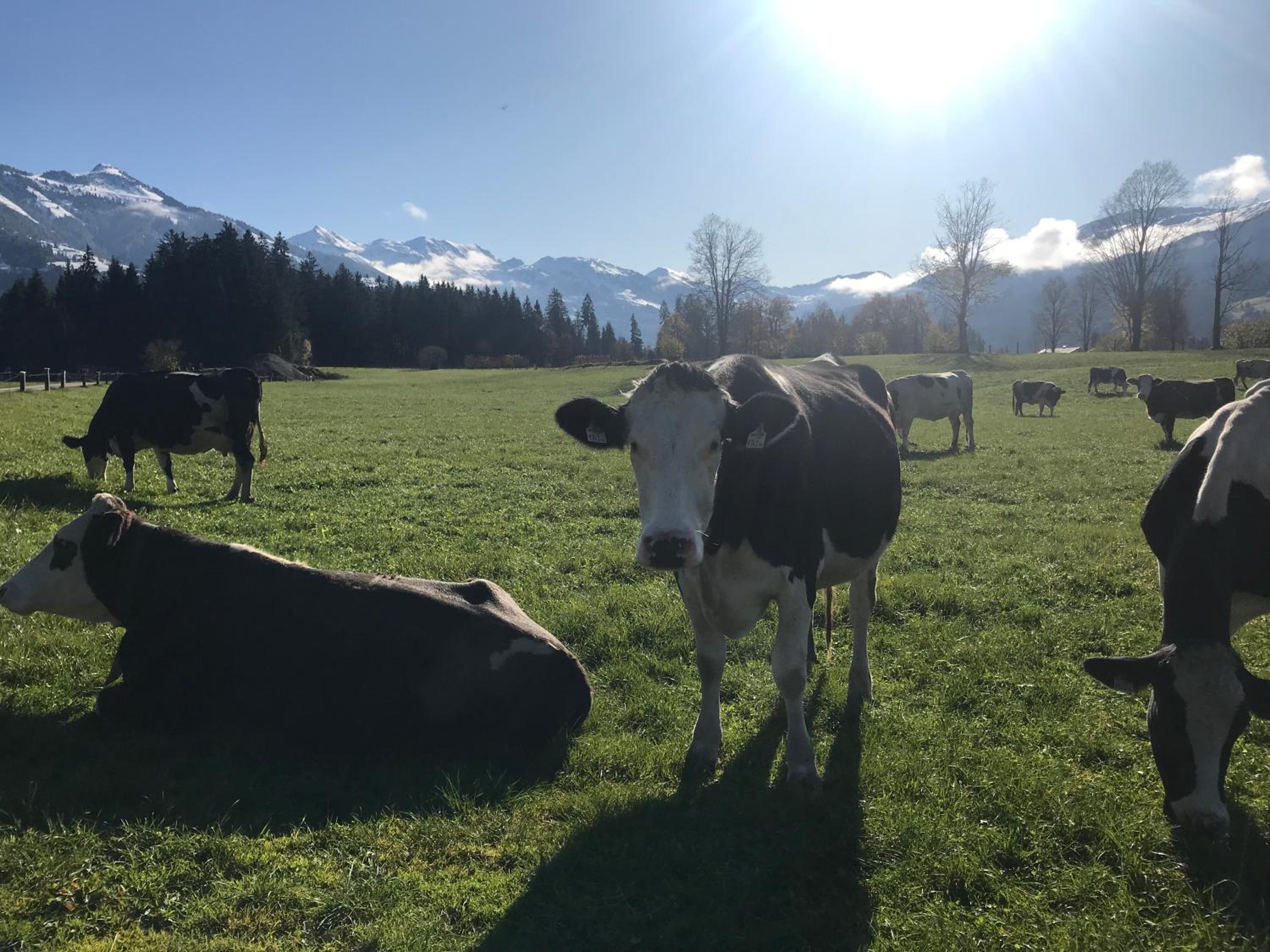 The Farm